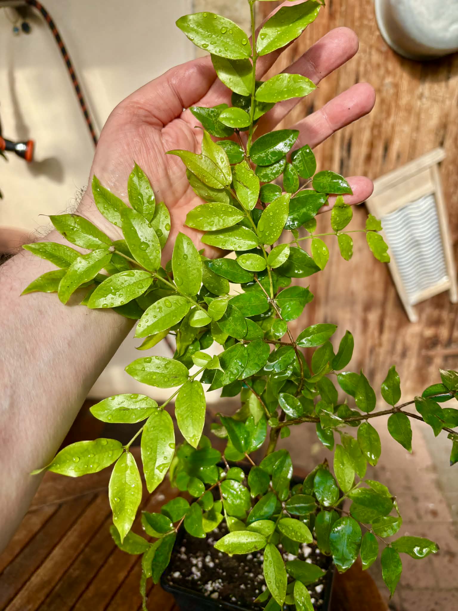3 years old - Jaboticaba Sabara (Plinia cauliflora) Nr. B  - 1 potted plant / 1 getopfte Pflanze