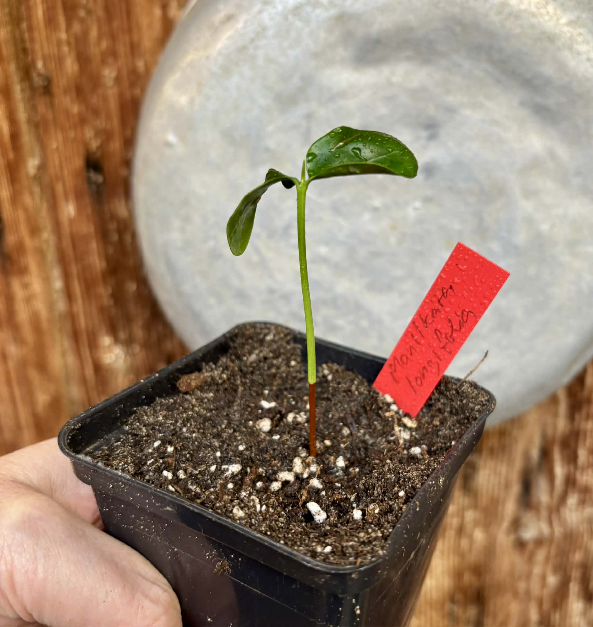 Manilkara longifolia - 1 potted seedling / 1 getopfter Sämling