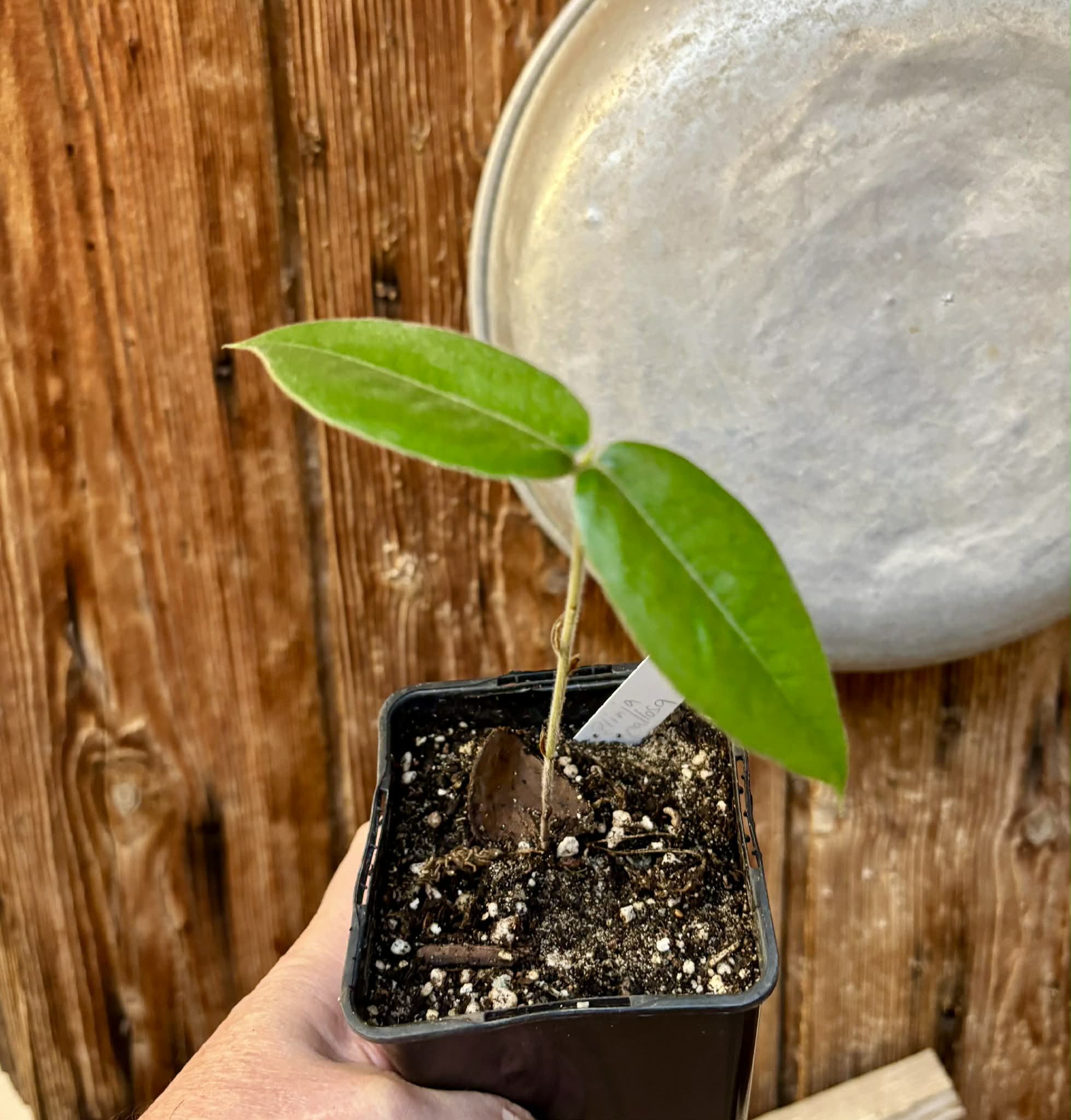 Cambucá-de-calo - (Plinia callosa) -  1 potted seedling / 1 getopfter Sämling