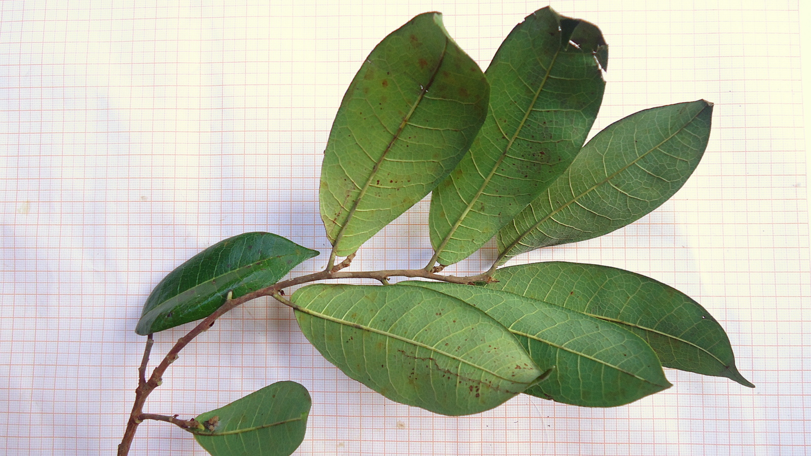 Wild Yellow Mulberry (Helicostylis tomentosa) - 1 fresh seed / 1 frischer Samen