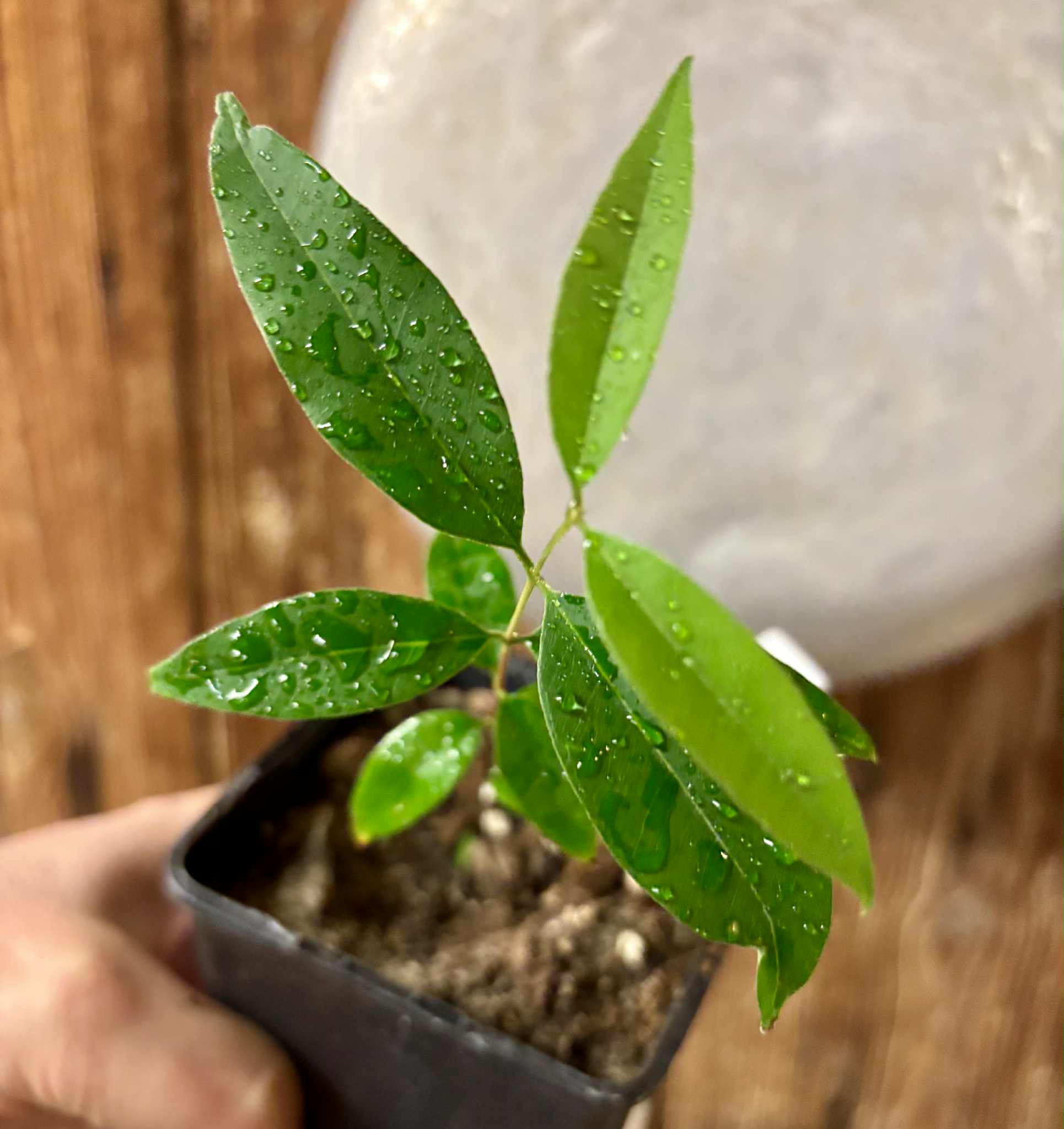 Uvaia do Visconde (Eugenia beaurepairiana) - potted seedling / 1 getopfter Sämling