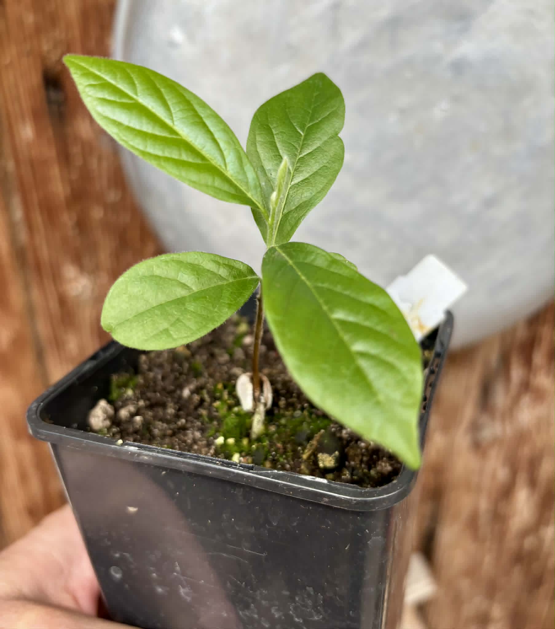 Sapranthus campechianus - 1 potted seedling / 1 getopfter Sämling
