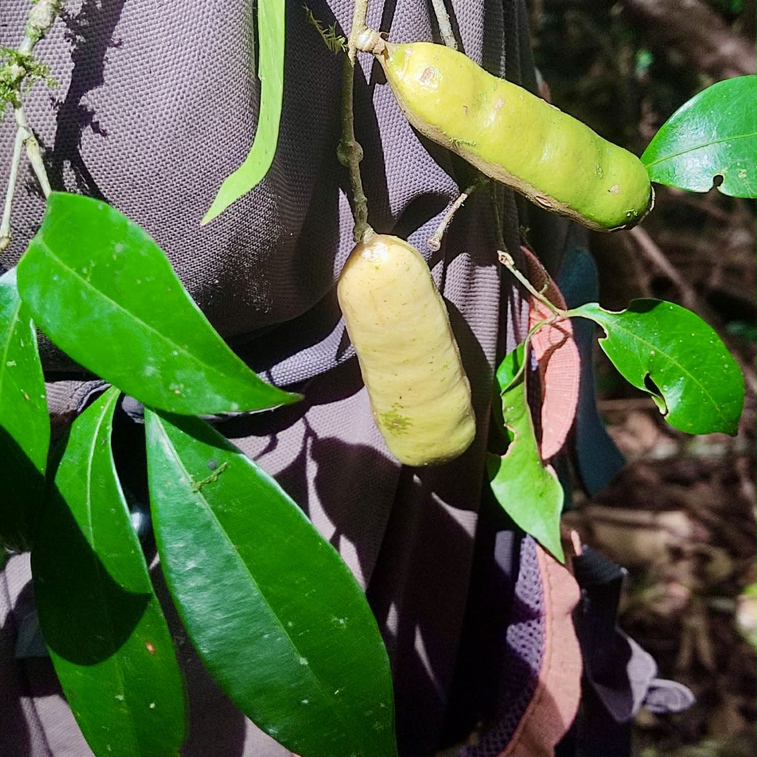 Pre Order - Inga sp Bananinha -  1 fresh seed / 1 frischer Samen