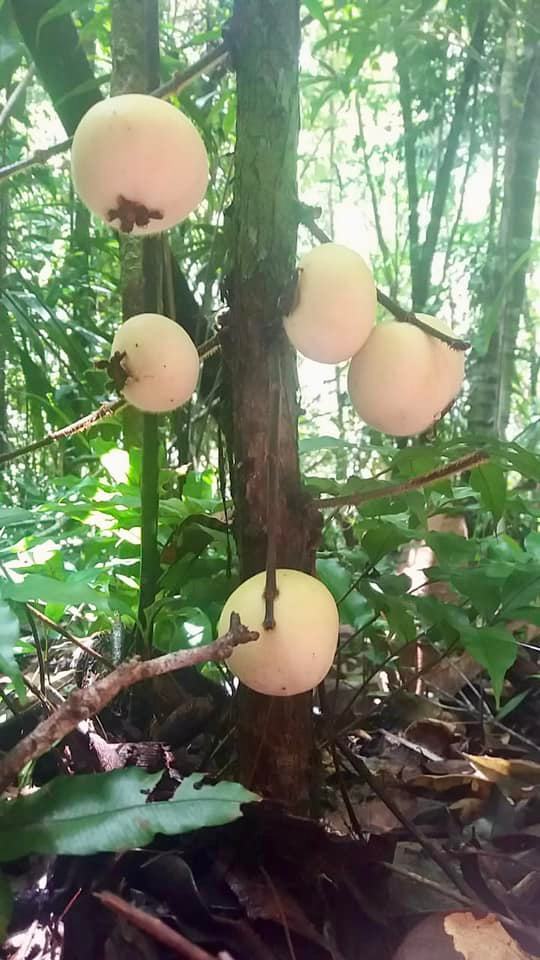 Plinia rara var. WHITE -  1 fresh seed / 1 frischer Samen