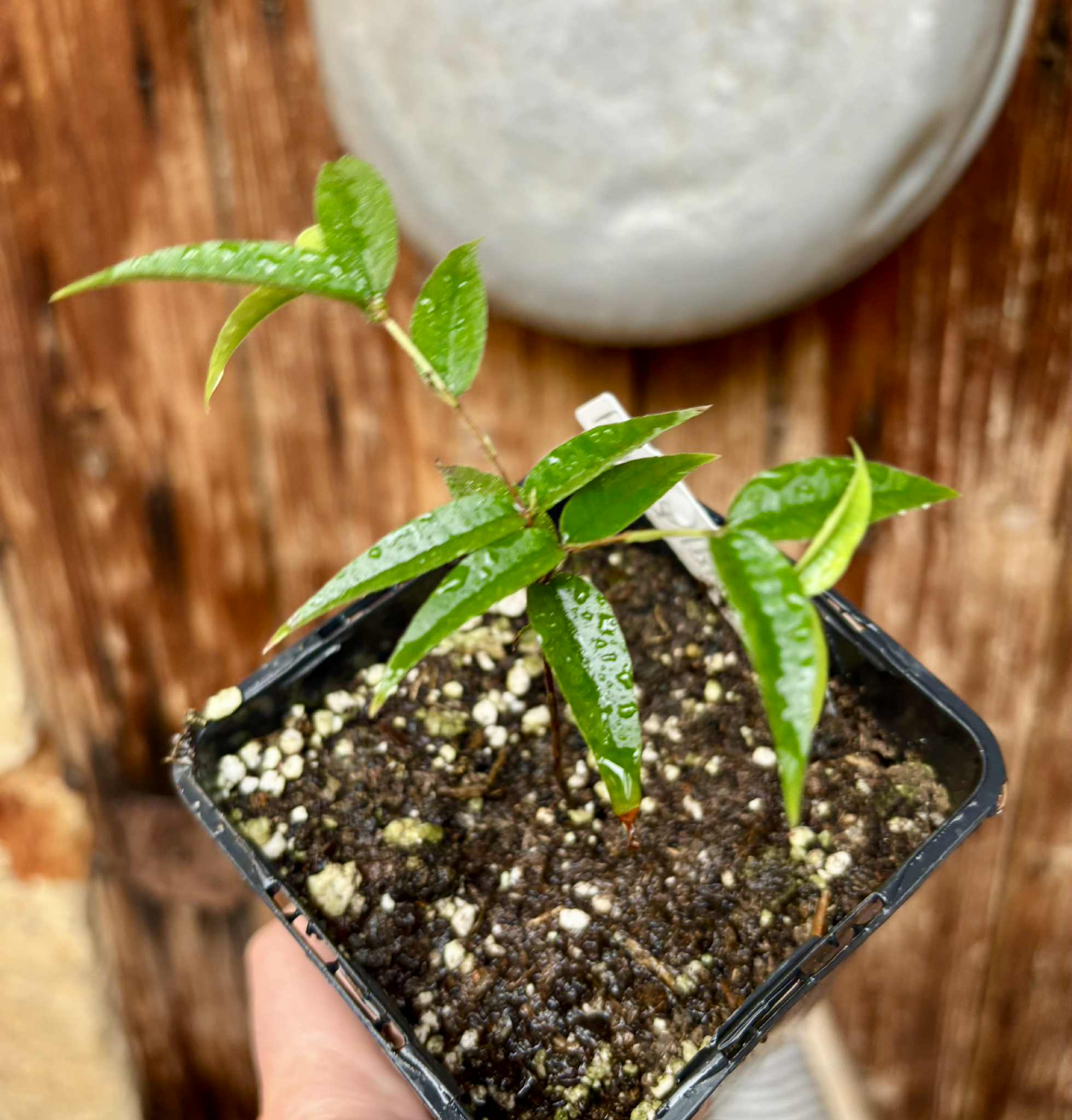 Plinia sp Ibirapitanga -  1 potted seedling / 1 getopfter Sämling