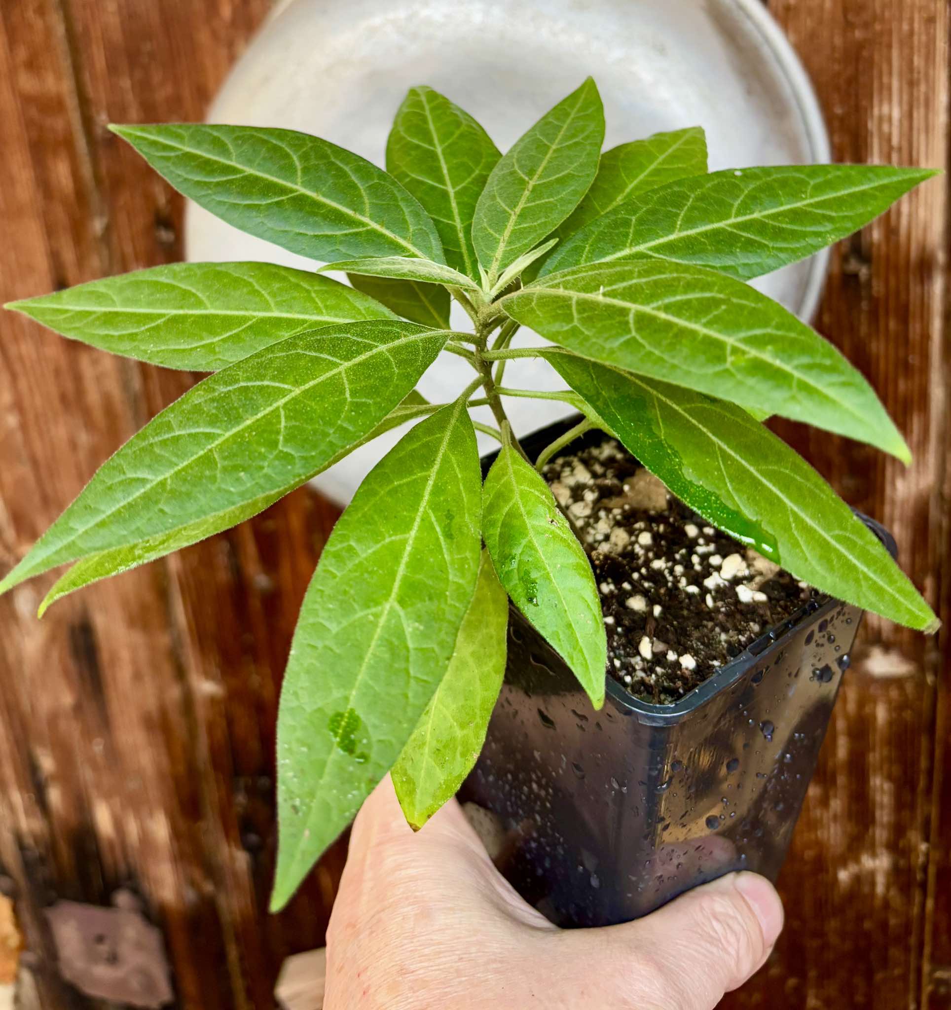 Solanum sp. Mata Escura - 1 potted plant / 1 getopfte Pflanze