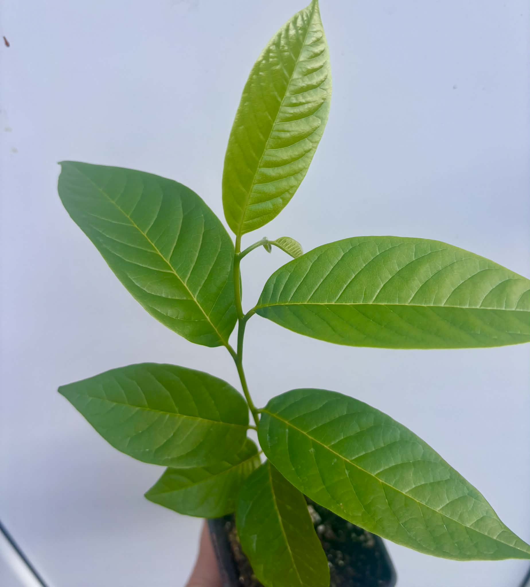 Annona reticulata var San Pablo - 1 potted seedling / 1 getopfter Sämling