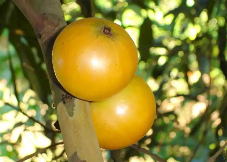 Cambuca (Plinia edulis) 1 germinated seed/ 1 gekeimter Samen
