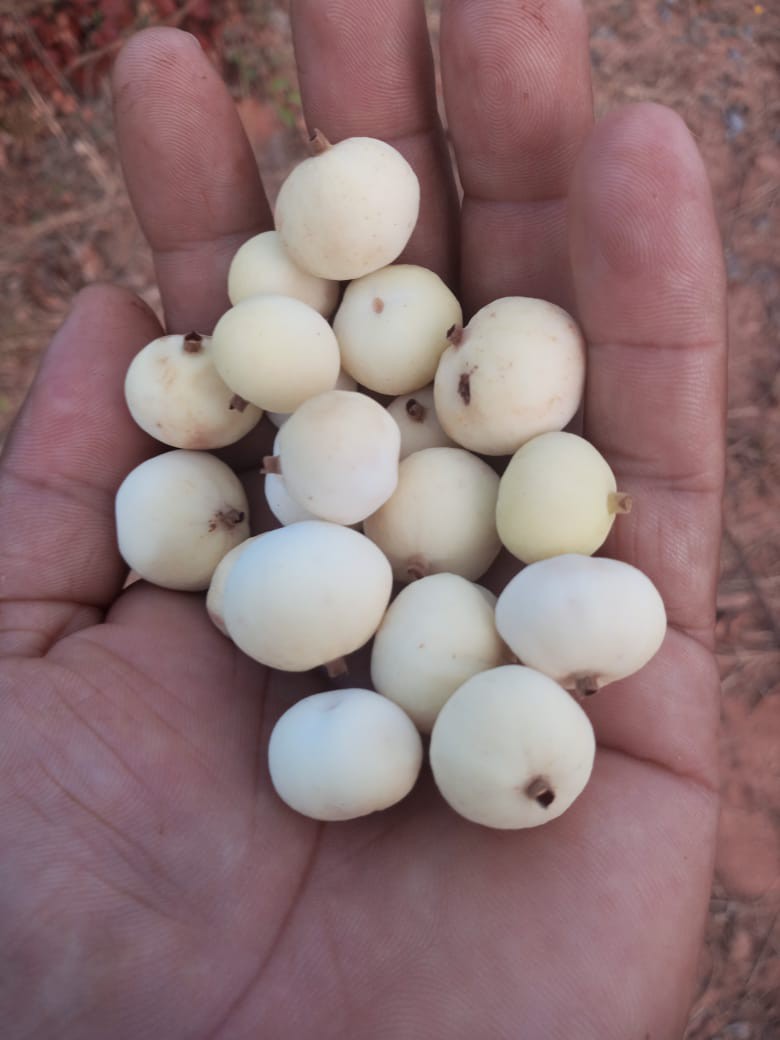 Veludo branco - Guettarda viburnoides -  1 fresh seed / 1 frischer Samen
