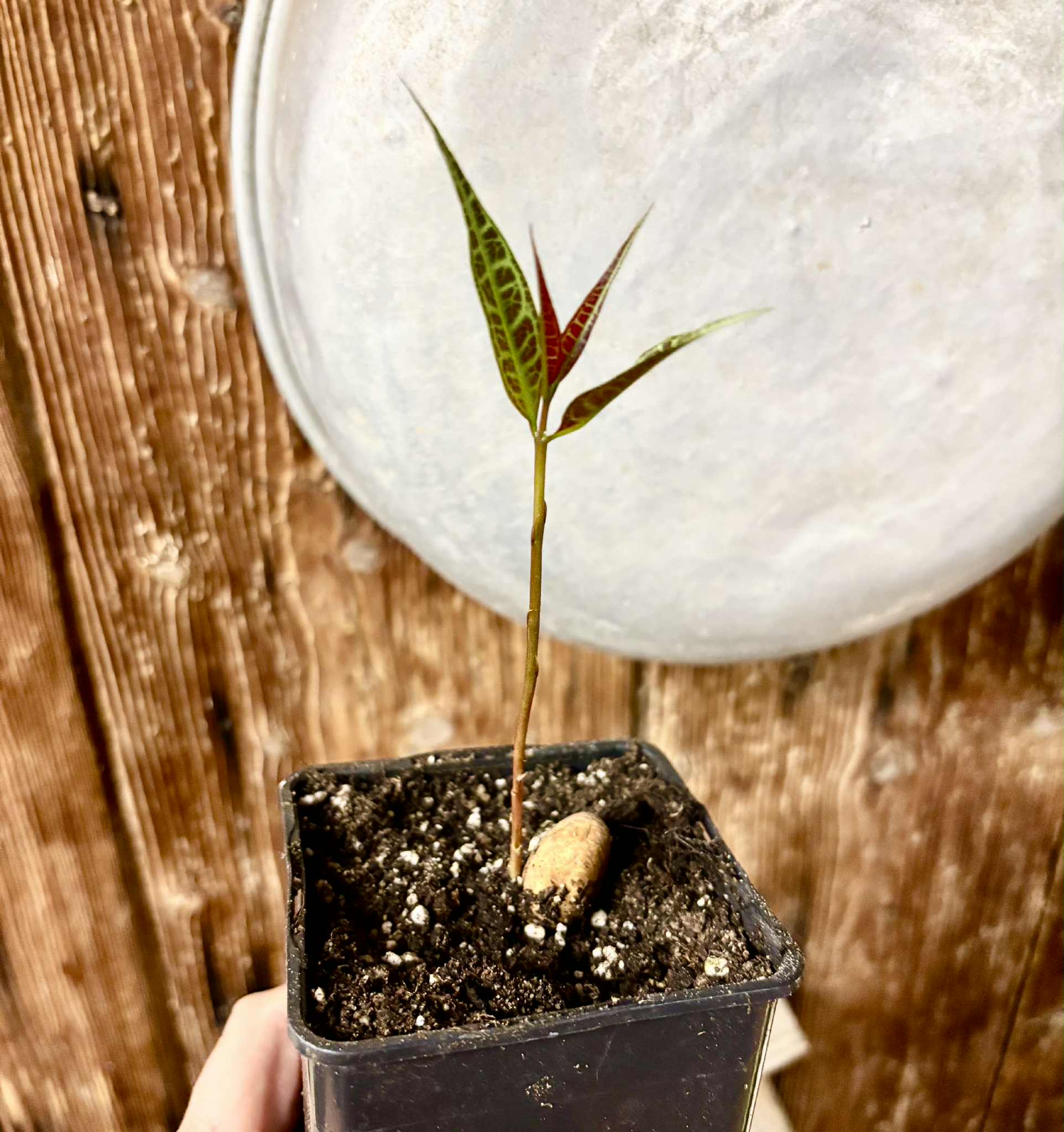 Eugenia sp Labisia -  1 potted seedling / 1 getopfter Sämling