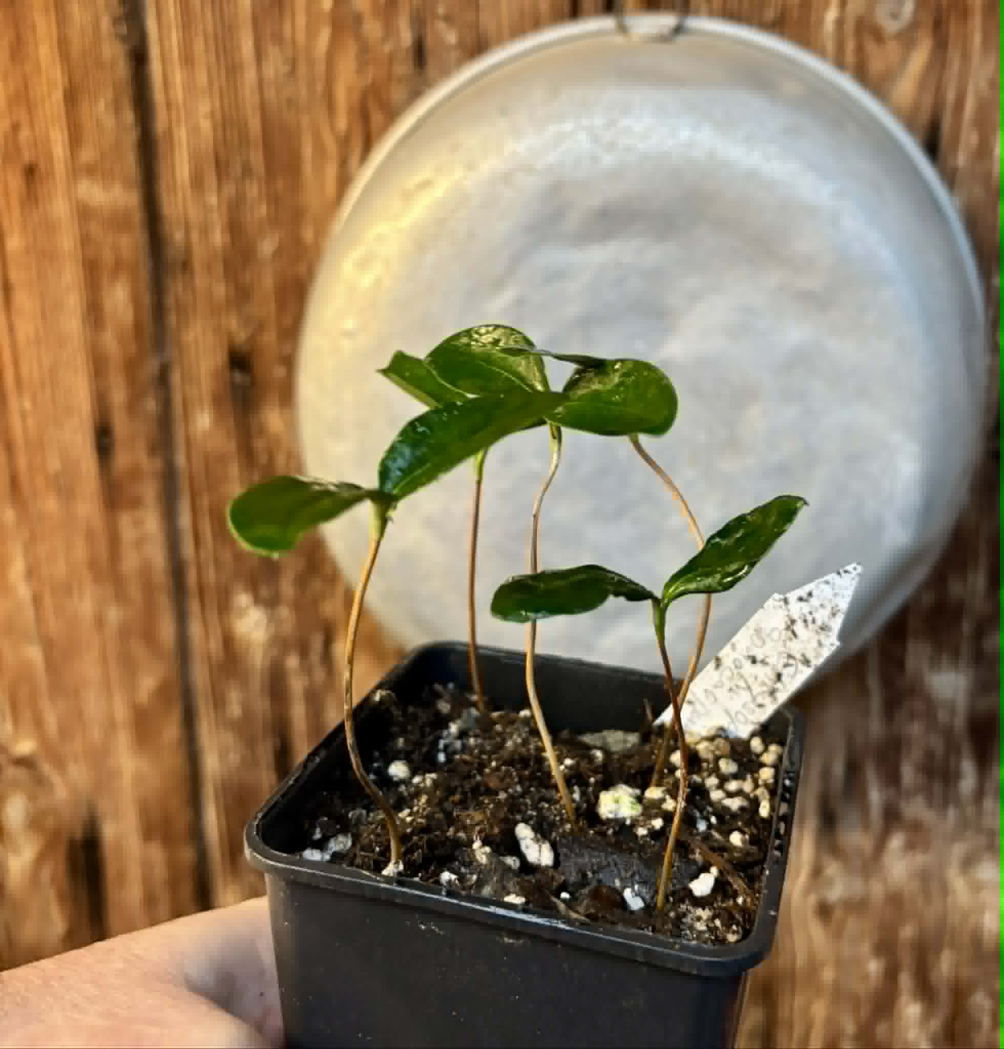 5 in 1 pot - Aquai (Chrysophyllum gonocarpum var. BIG Itacare)  -  5 seedlings in one pot / 5 Sämlinge in einem Topf