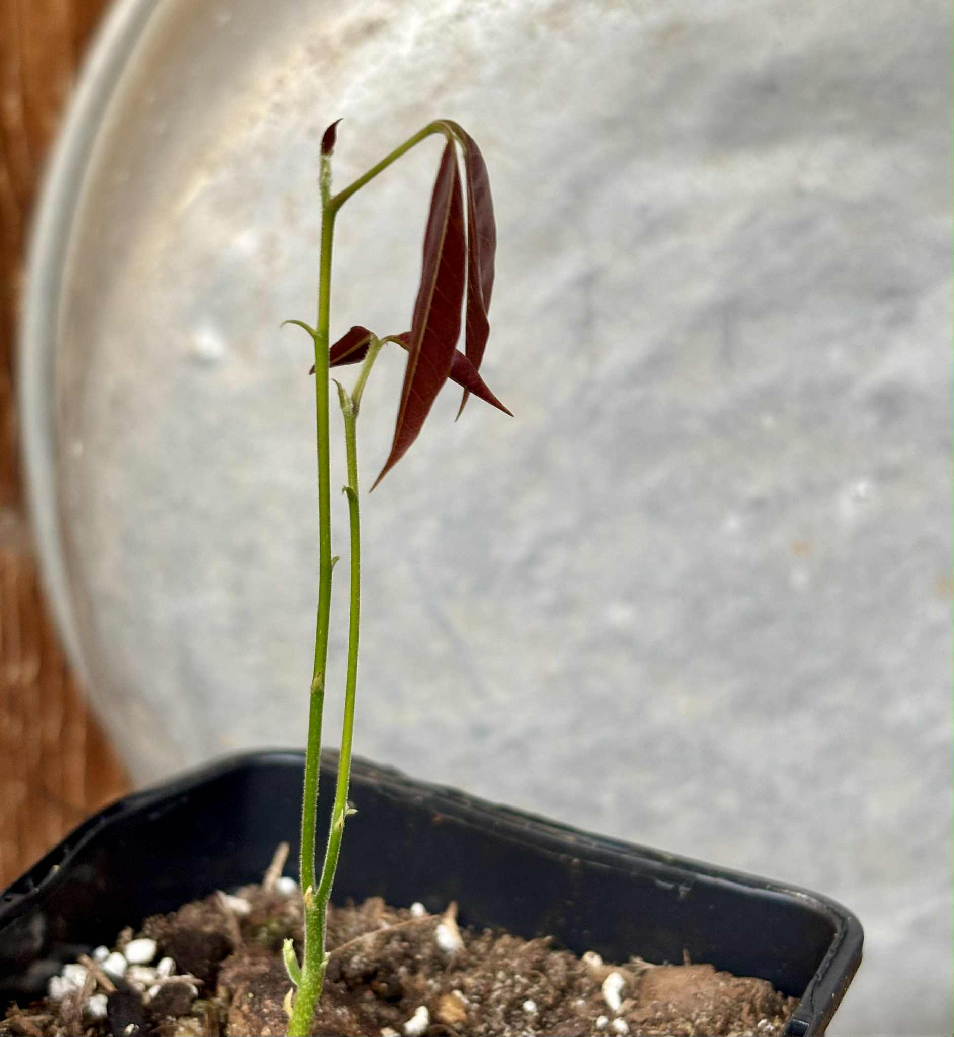 Melicoccus sp Bahia - 1 potted seedling / 1 getopfter Sämling