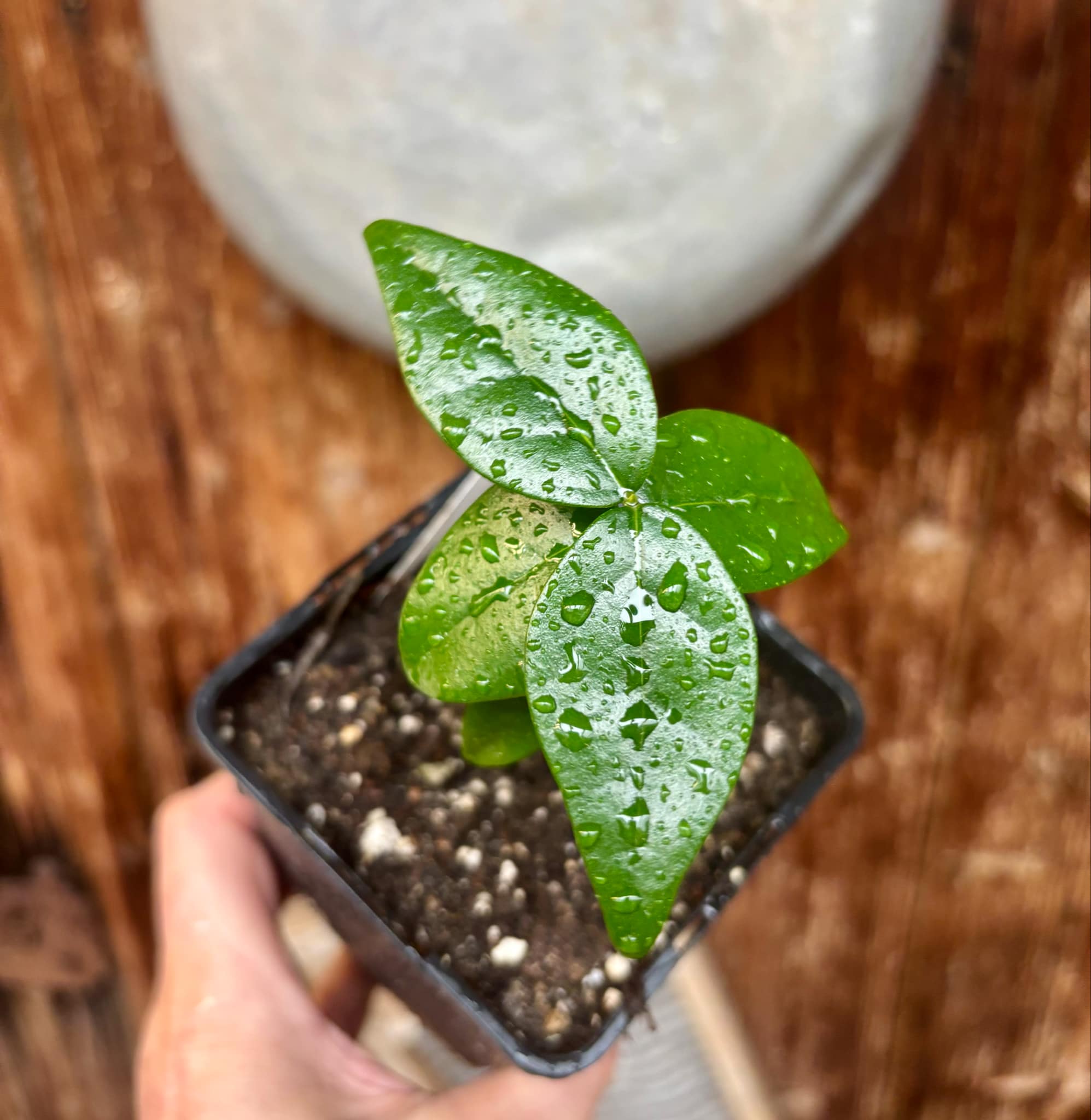 Eugenia uniflora var. Teneriffa  - 1 small potted seedling / 1 kleiner, getopfter Sämling