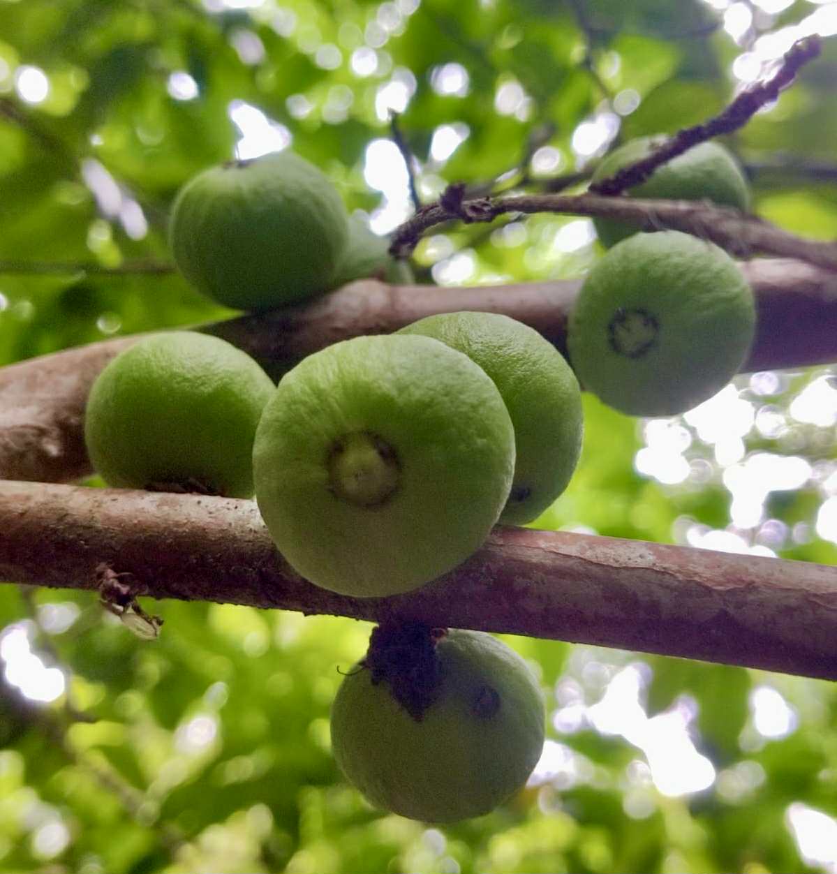 Plinia sp. fruta verde - folha miúda - 1 fresh seed / 1 frischer Samen