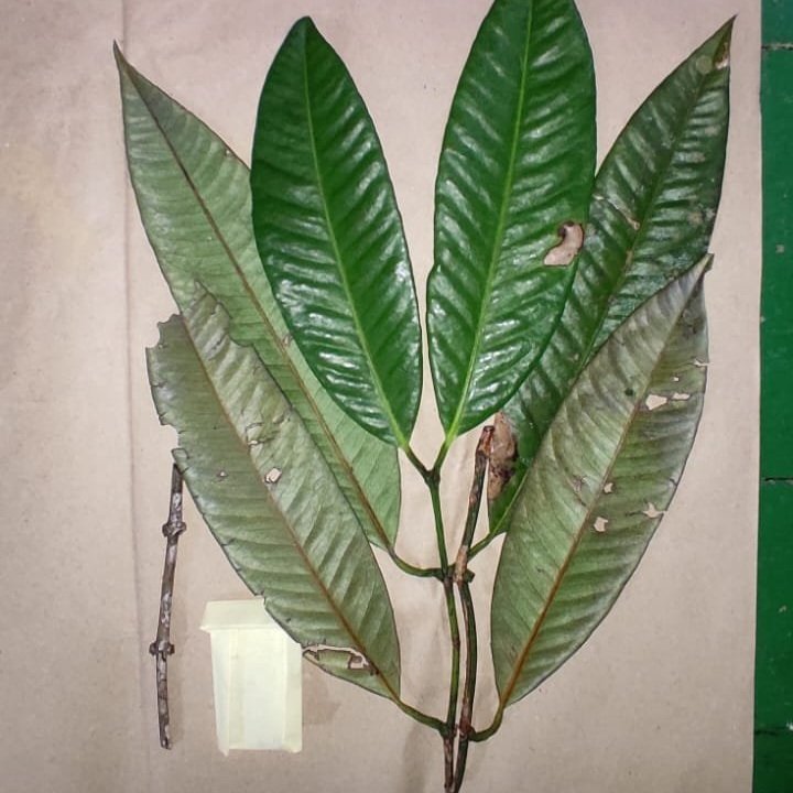 Garcinia bahiensis - 1 fresh seed / 1 frischer Samen