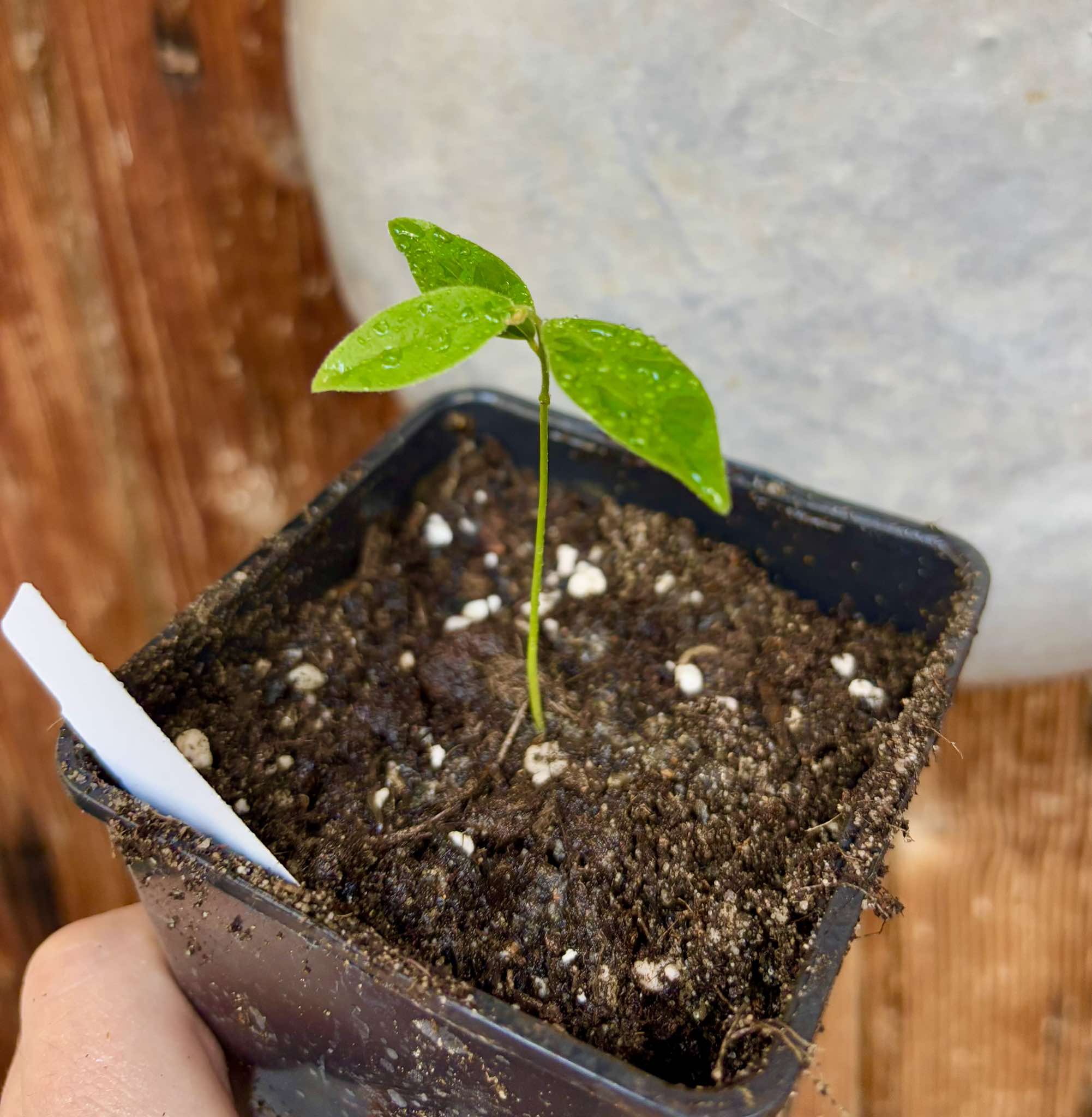 Uvaria rufa - 1 potted plant / 1 getopfte Pflanze Uvaria rufa - 1 potted plant / 1 getopfte Pflanze