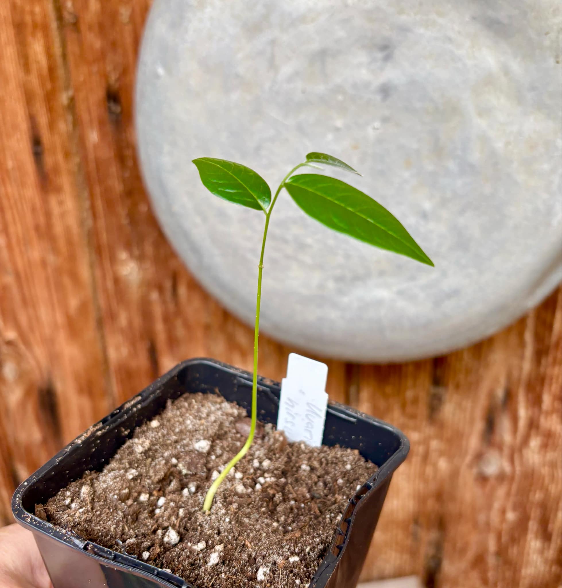 Uvaria hirsuta - 1 potted plant / 1 getopfte Pflanze Uvaria hirsuta - 1 potted plant / 1 getopfte Pflanze