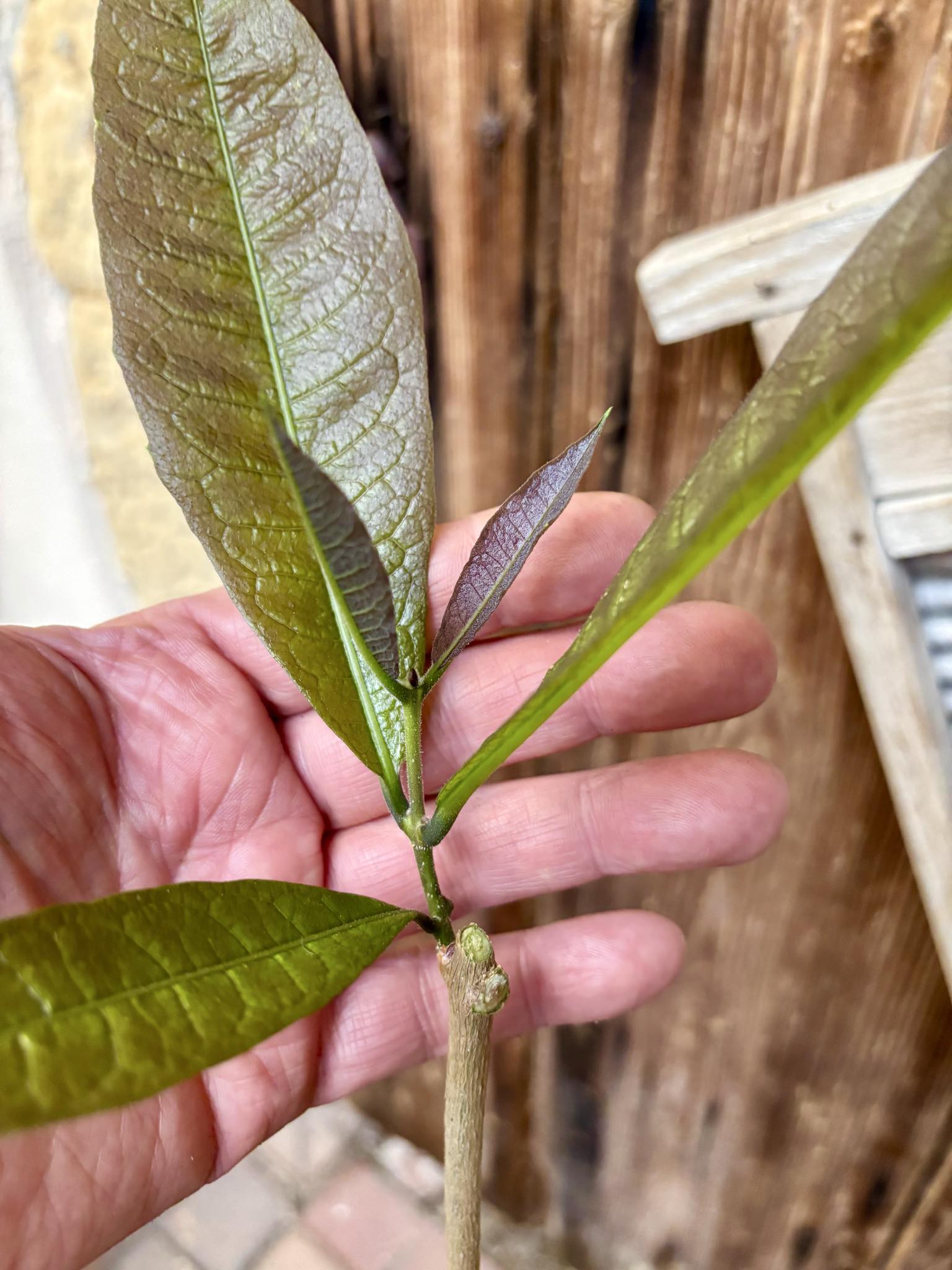 Sandpaper Vine (Petrea volubilis)  - 1 potted plant / 1 getopfte Pflanze