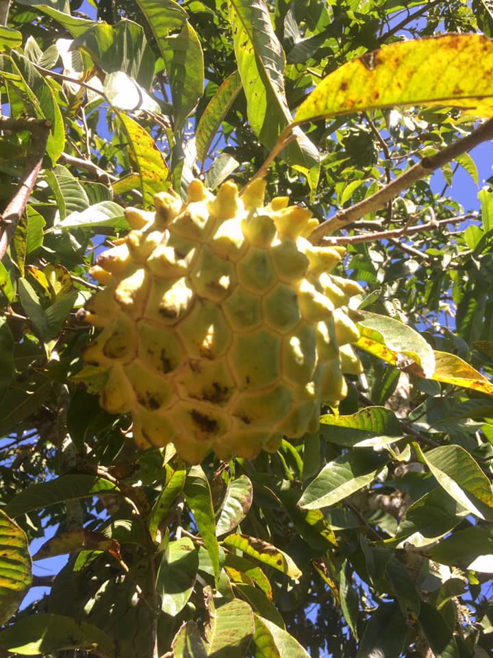 Annona mucosa - Biriba / Rollinia- 1 germinated seed / 1 gekeimter Samen