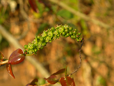 Pajaiu (Coccoloba cordata)  -  1 germinated seed / 1 gekeimter Samen