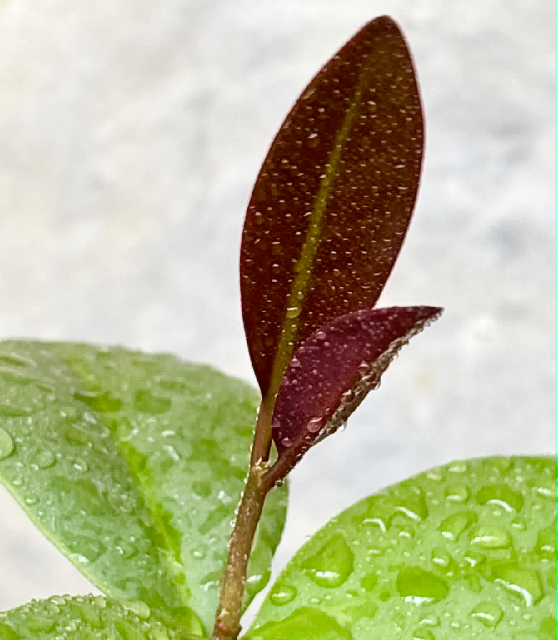 Eugenia sp Unana -  1 potted seedling / 1 getopfter Sämling