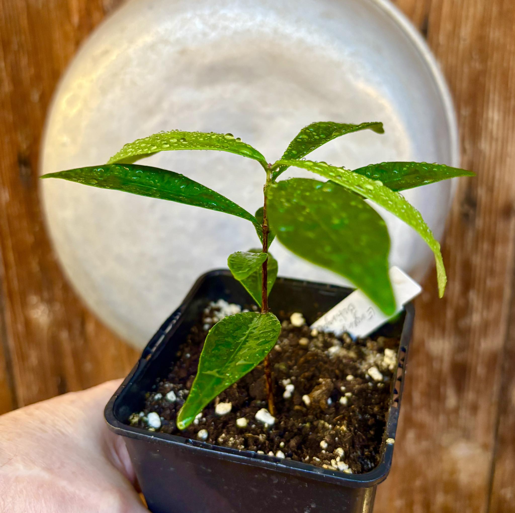 Eugenia sp Batinga Verdadeira -  1 potted plant / 1 getopfte Pflanze