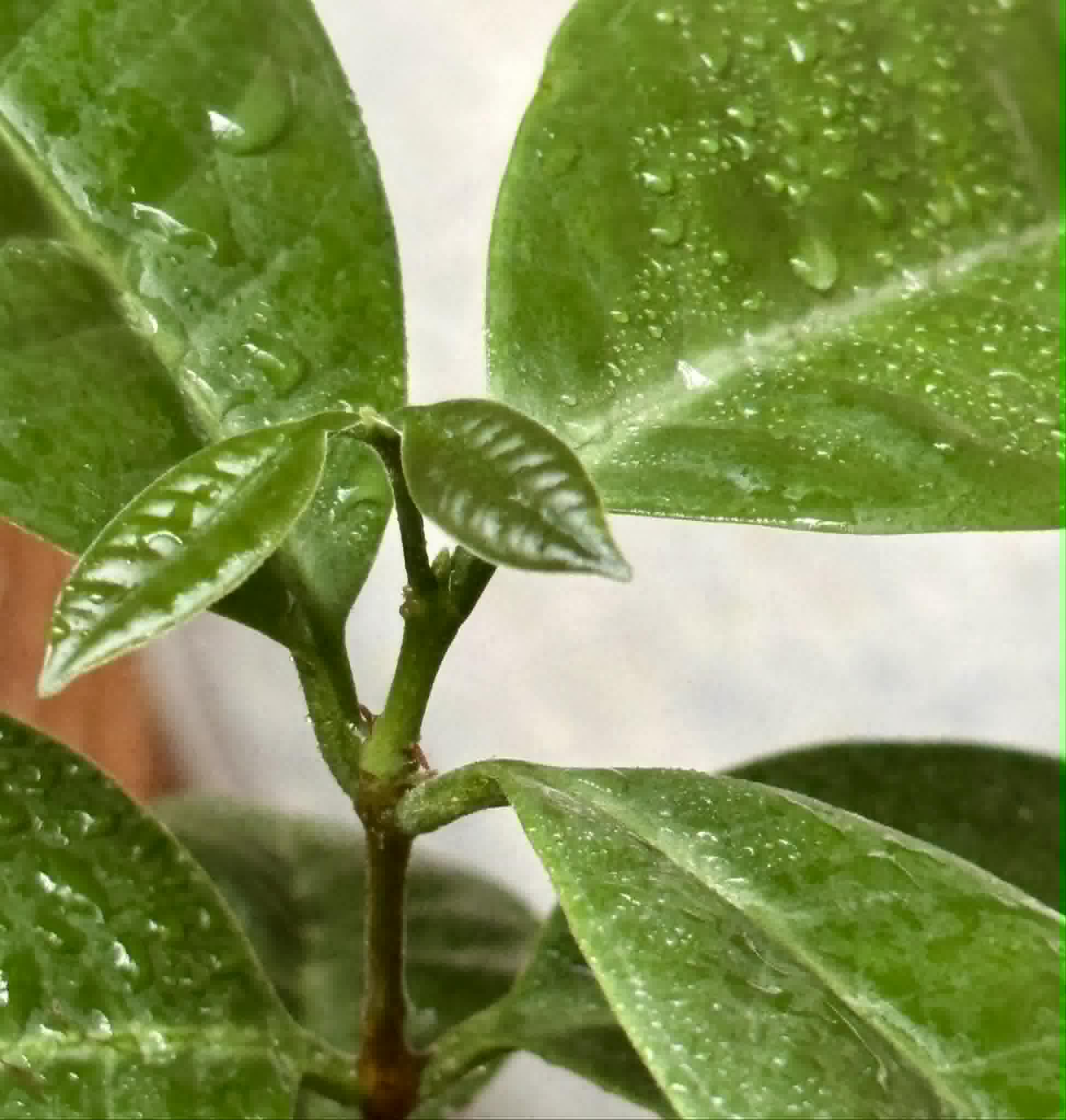 Eugenia bahiensis  - 1 potted plant / 1 getopfte Pflanze
