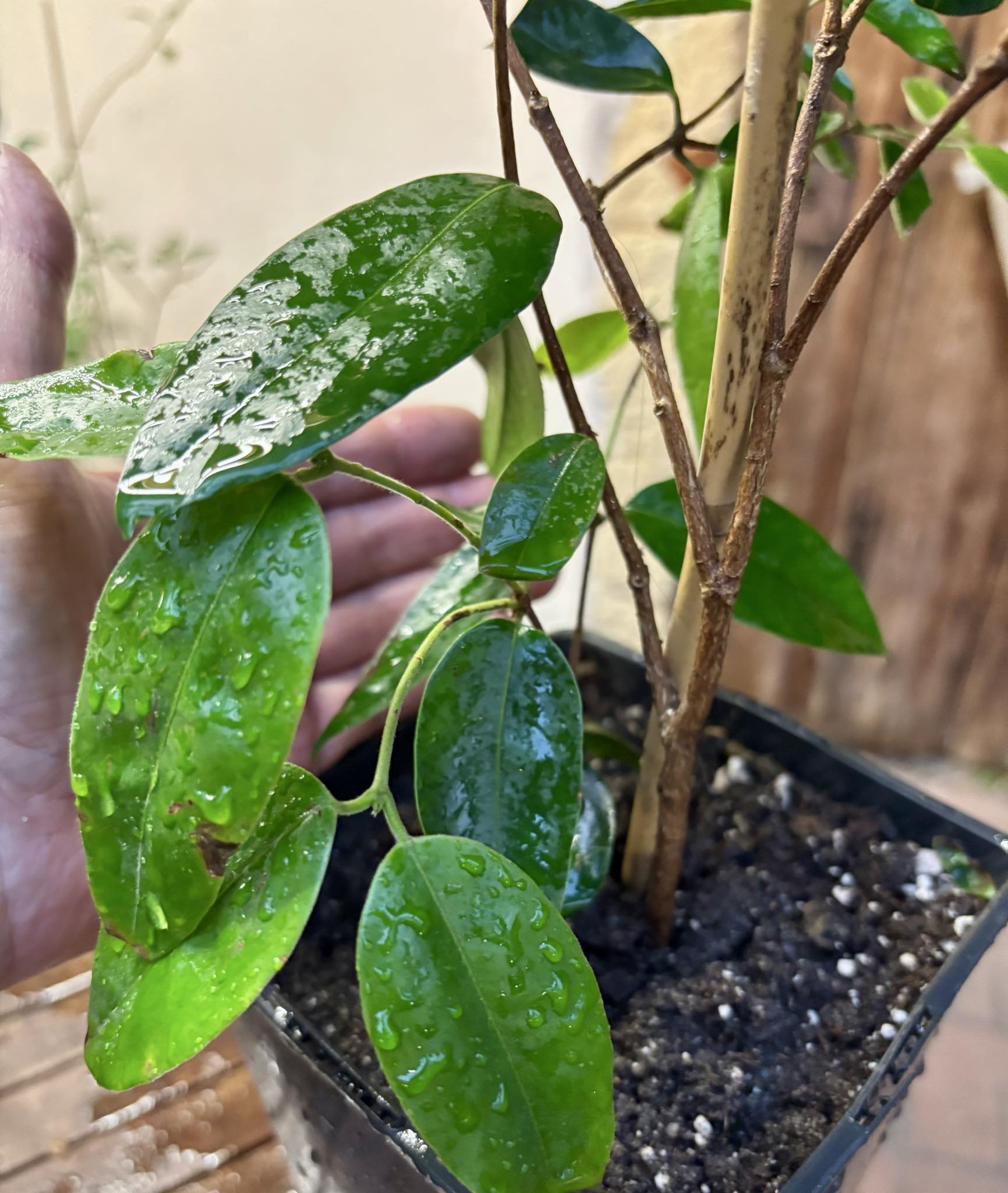 three years old - Cambuca (Plinia edulis) - 1 potted plant / 1 getopfte Pflanze