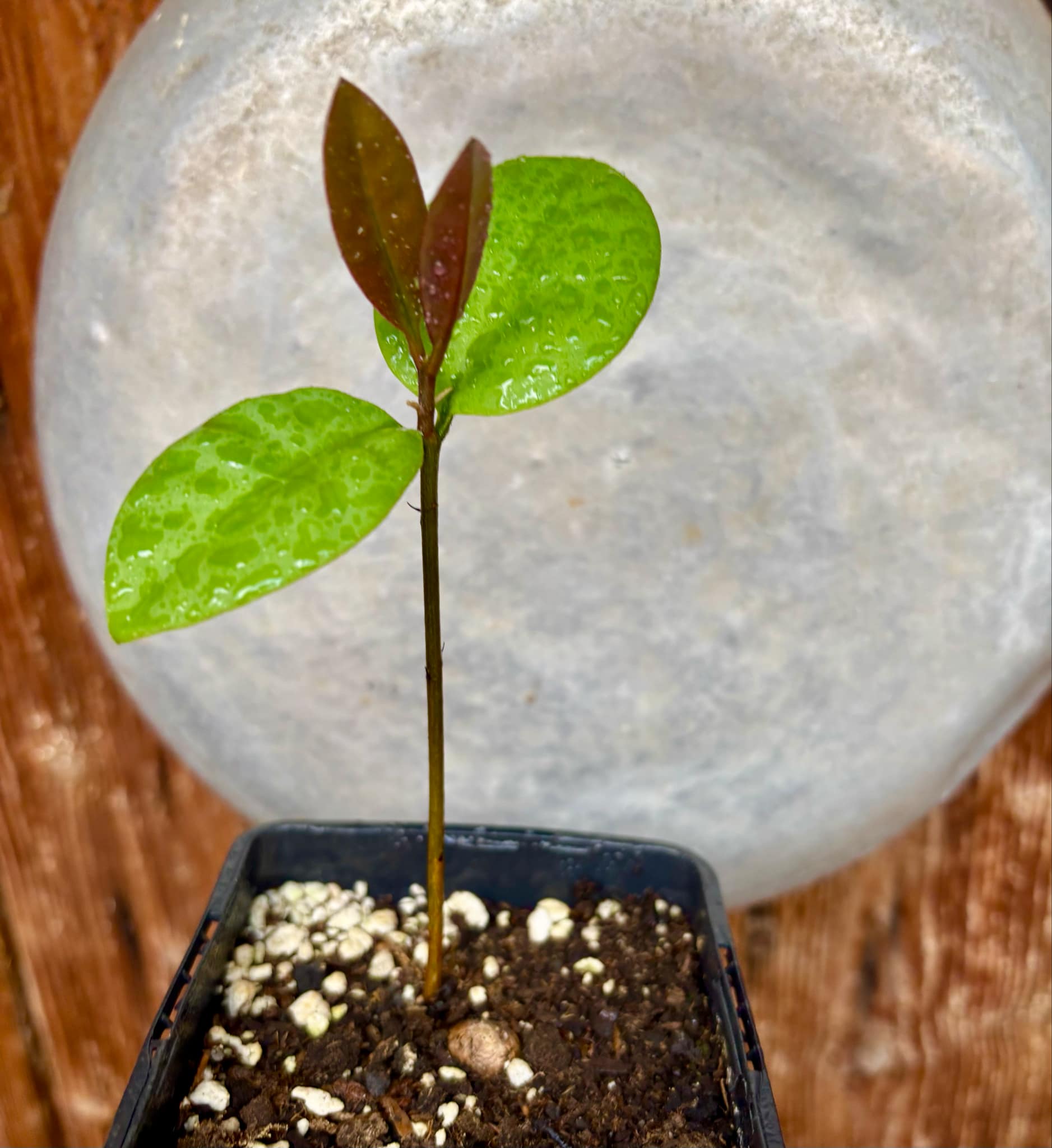 Eugenia sp Unana -  1 small potted seedling / 1 kleiner getopfter Sämling