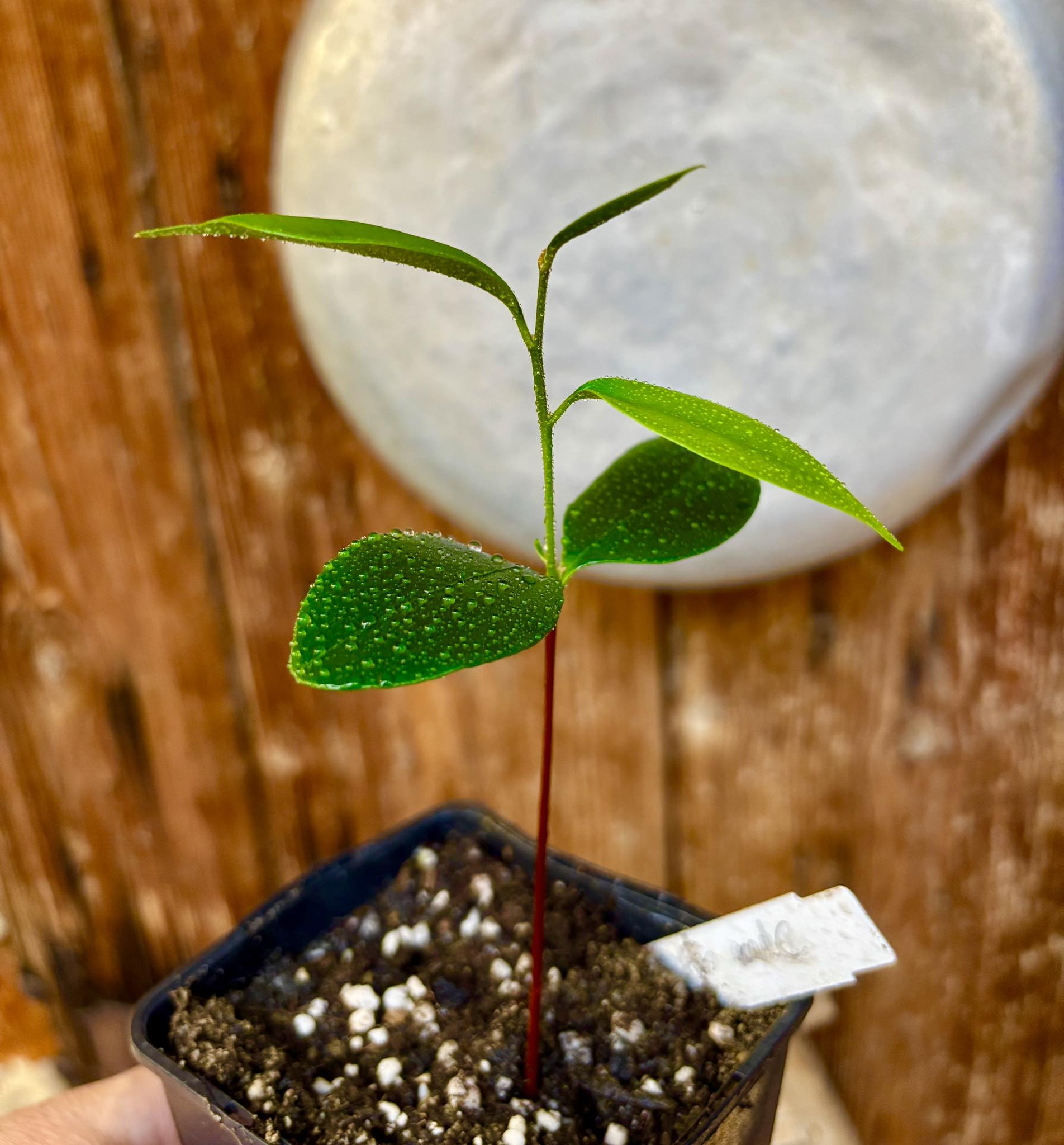 Diploon cuspidatum  -  1 small potted seedling / 1 kleiner, getopfter Sämling