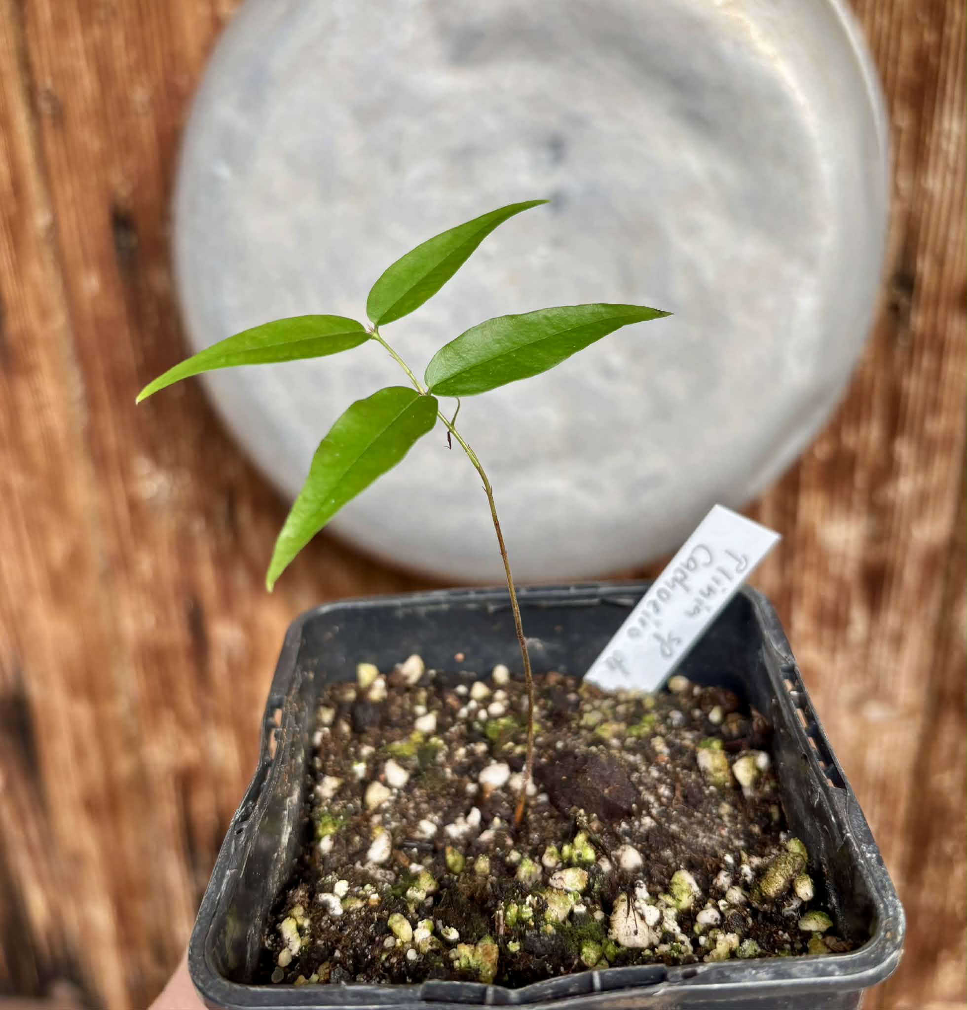 Plinia sp. Cachoeiro de Itapemirim - 1 potted seedling / 1 getopfter Sämling