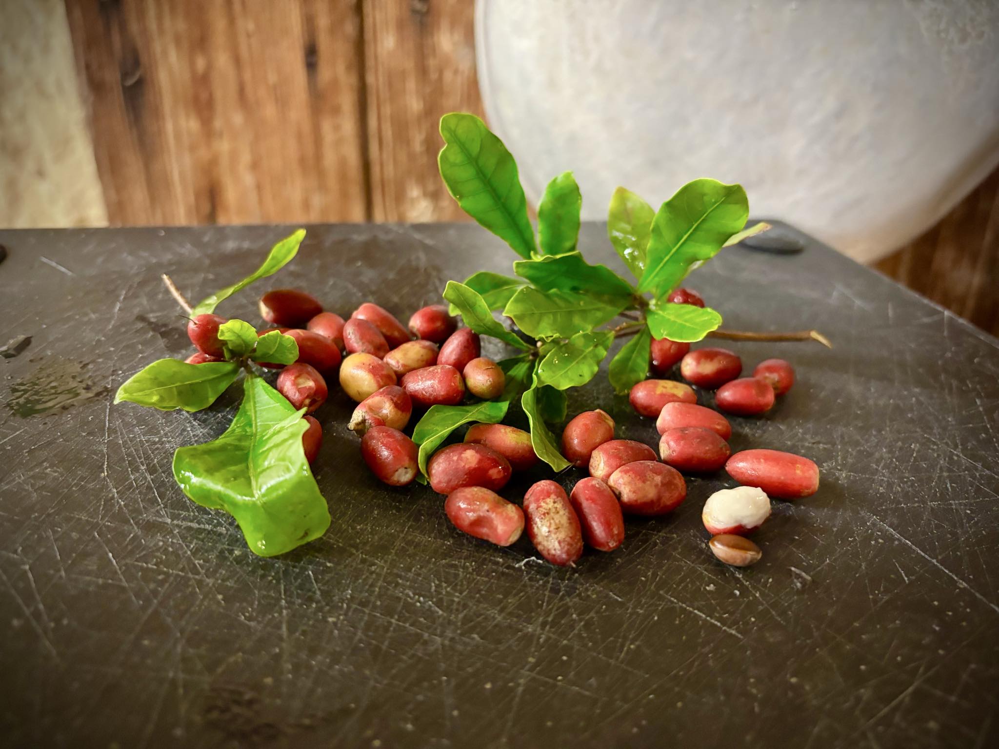 Miracle fruit / Miracel berry  (Synsepalum  dulcificum) - 1 fresh seed / 1 frischer Samen