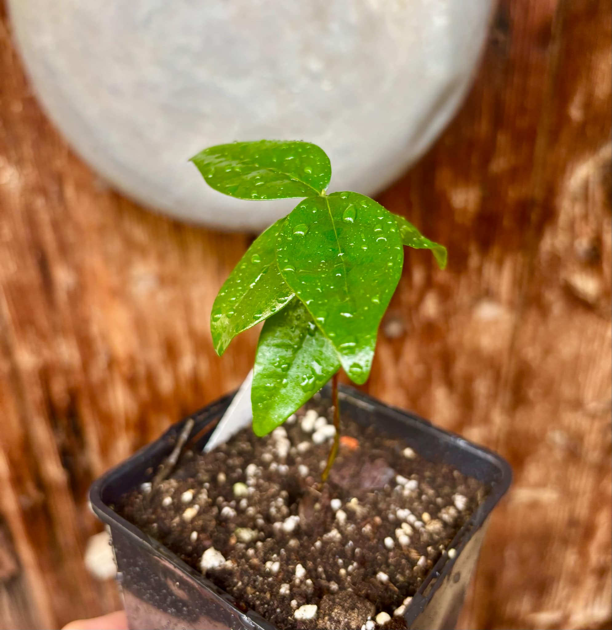 Eugenia uniflora var. Teneriffa  - 1 small potted seedling / 1 kleiner, getopfter Sämling