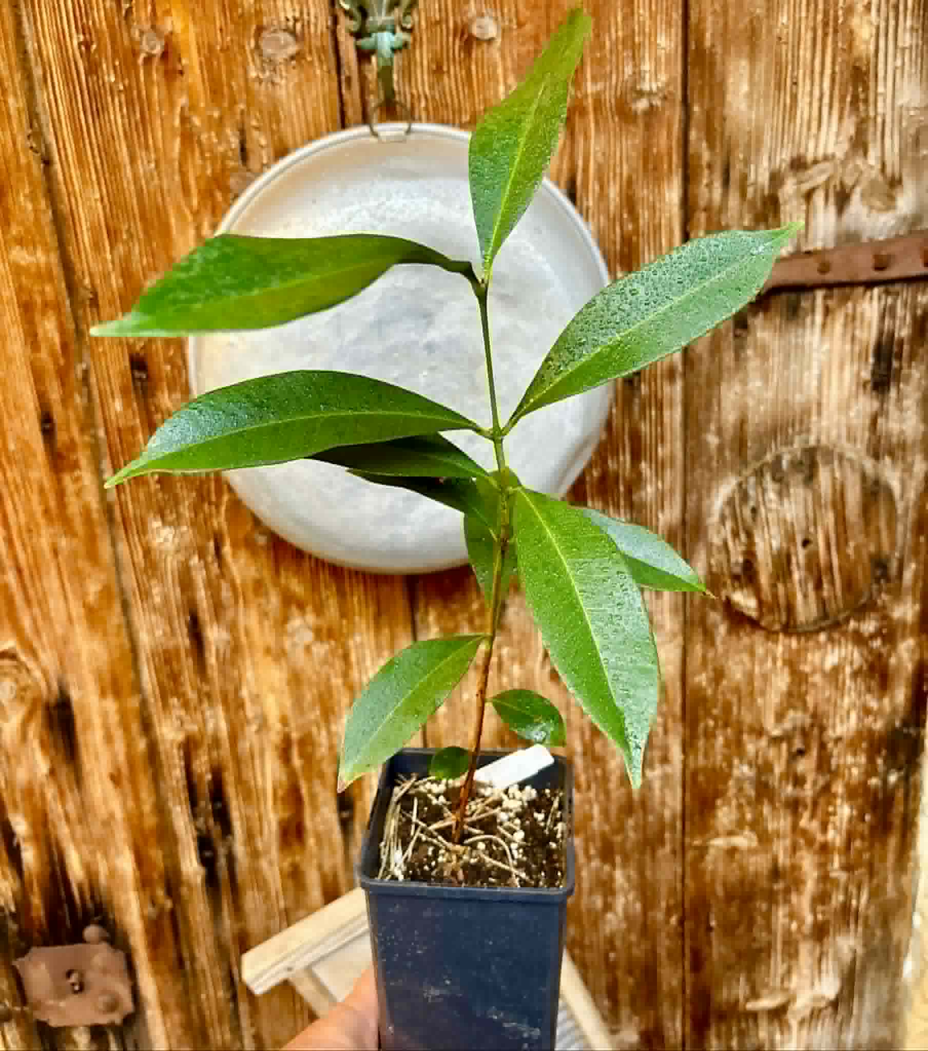 Syzygium cumini - 1 potted plant / 1 getopfte Pflanze