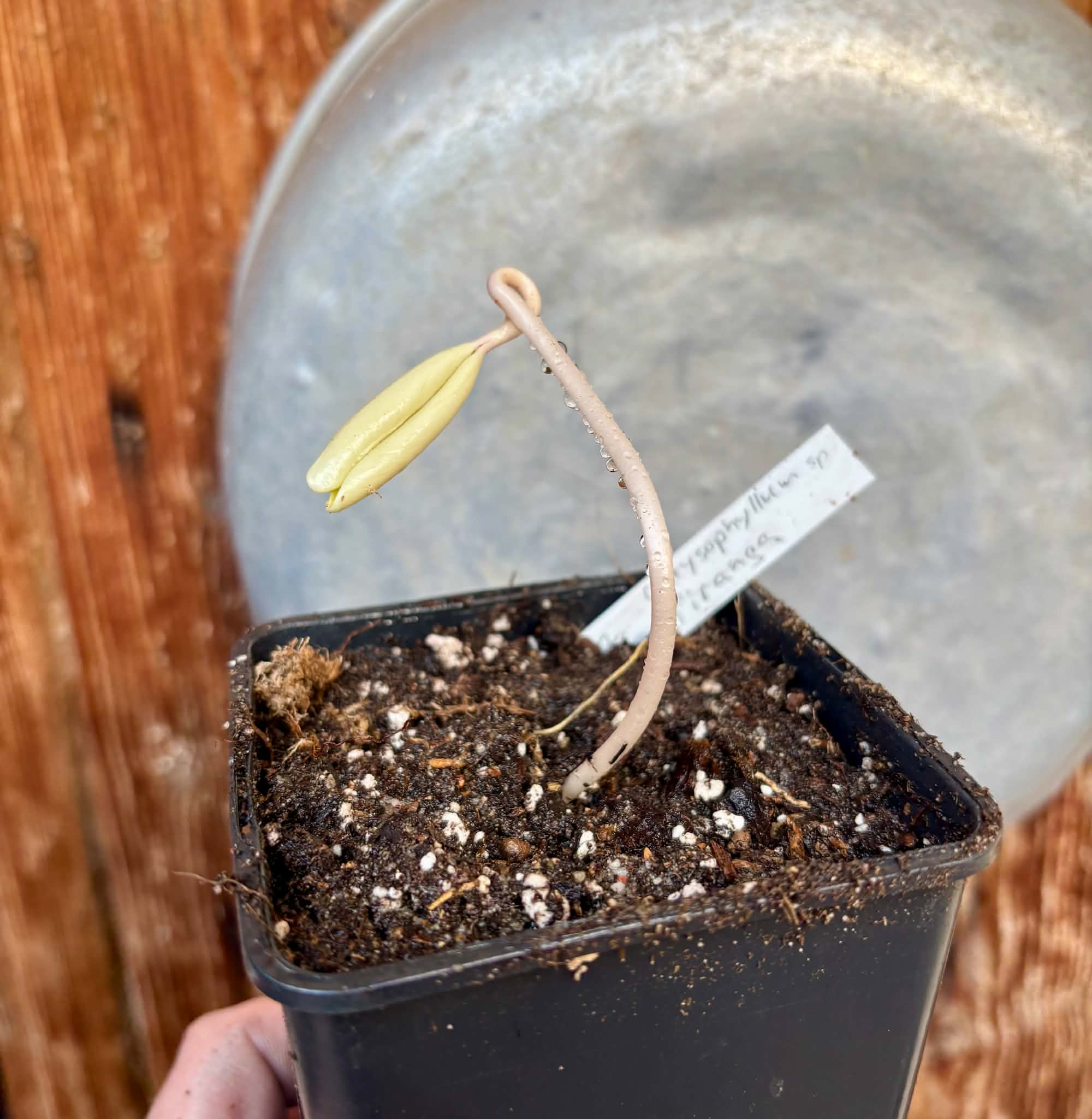 Chrysophyllum sp Piranga - 1 potted seedling / 1 getopfter Sämling