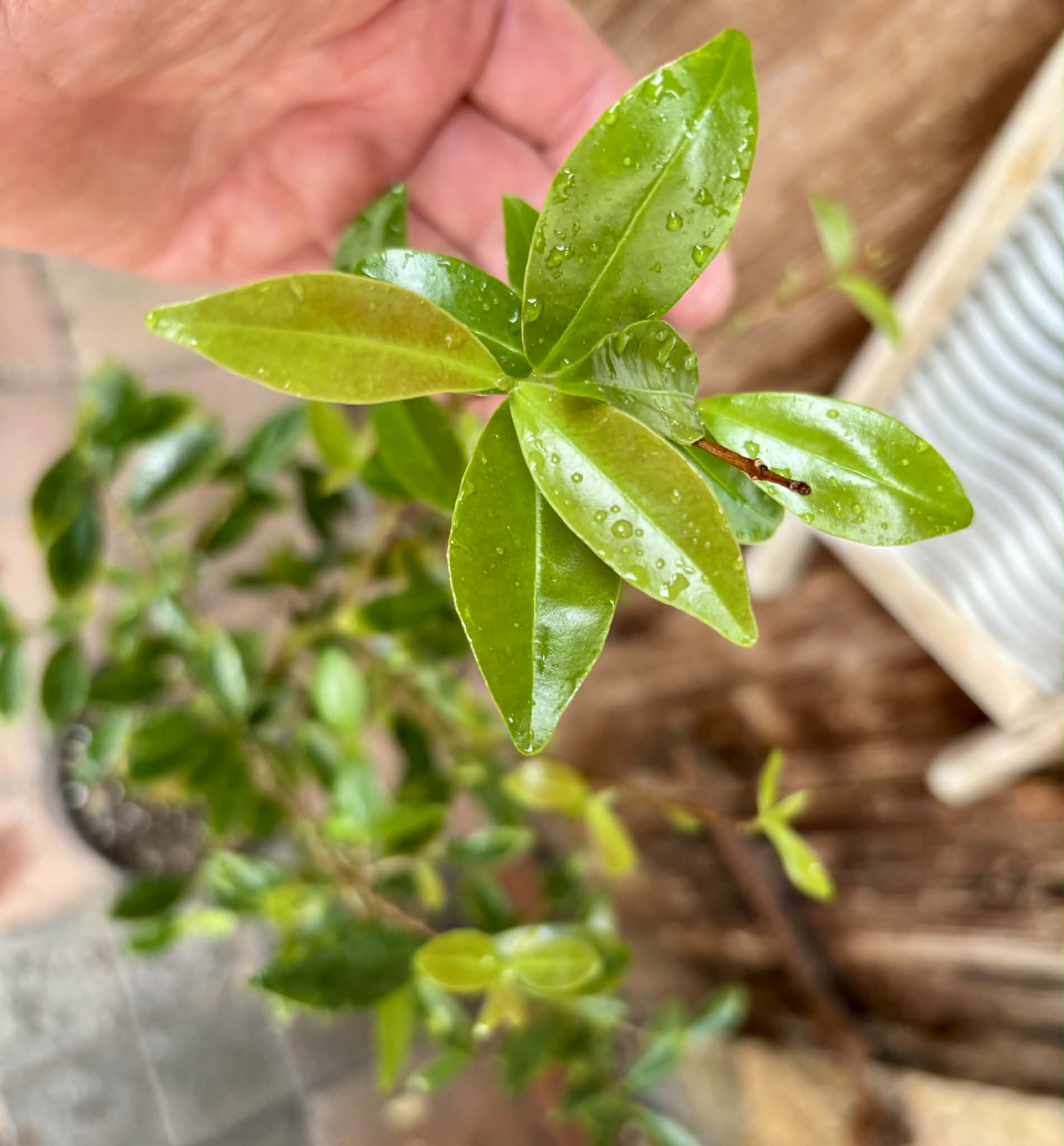 5 years old - Cherry of Rio Grande (Eugenia involucrata) - 1 potted plant / 1 getopfte Pflanze