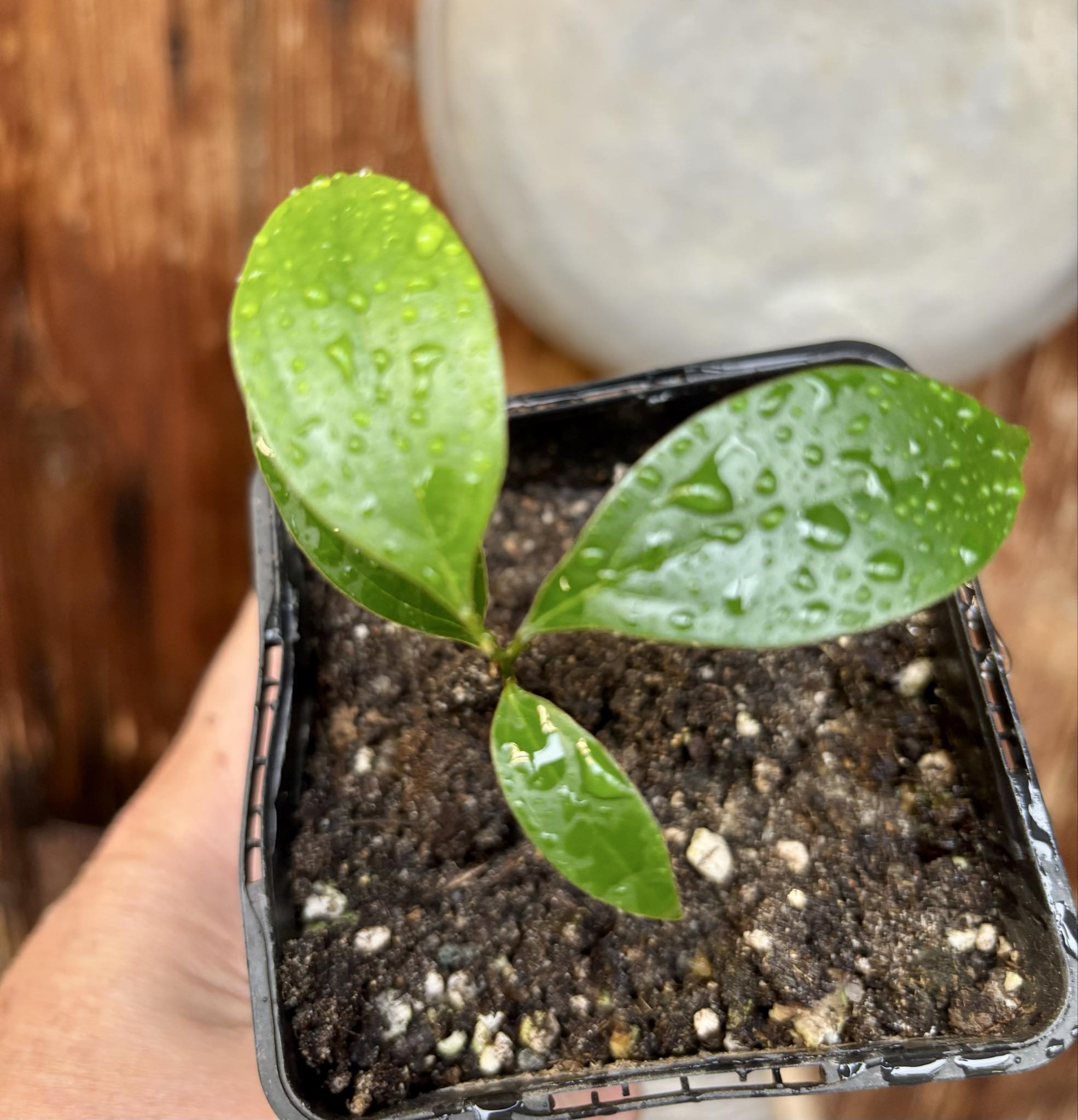 ZIMT - True Cinnamon (Cinnamomum verum) -  1 potted plant / 1 getopfte Pflanze 