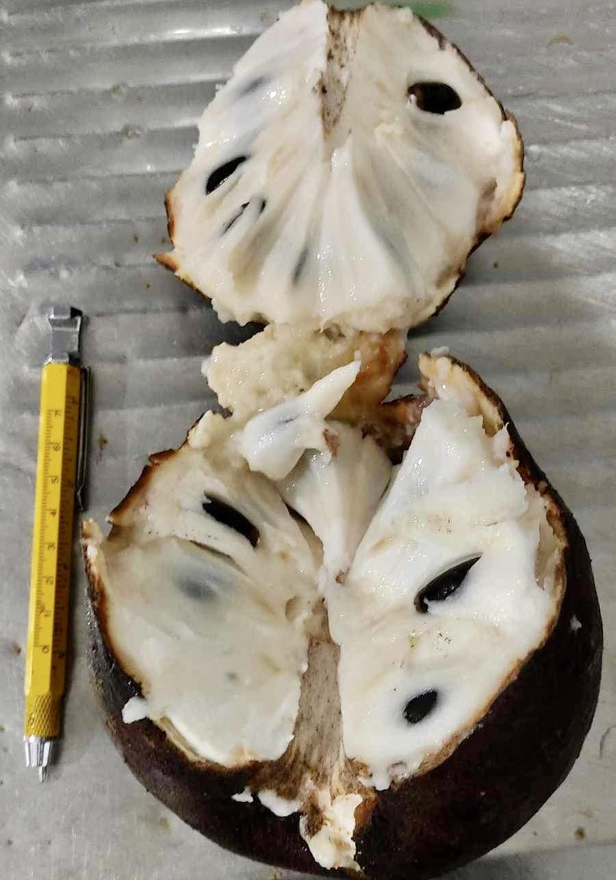 Annona salzmannii - 1 fresh seed / 1 frischer Samen