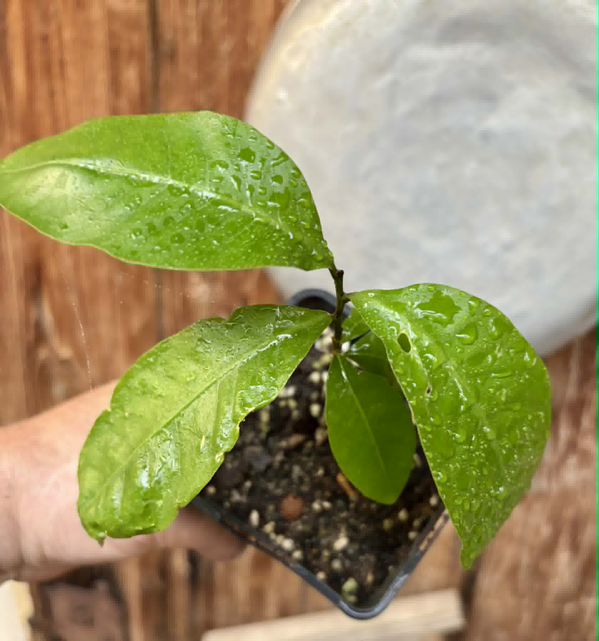 Glycosmis pentaphylla - Orangeberry -  1 potted seedling / 1 getopfter Sämling