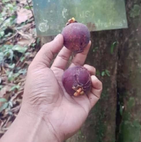 Pre Order - Garcinia forbesii "Purple" - 1 fresh seed / 1 frischer Samen