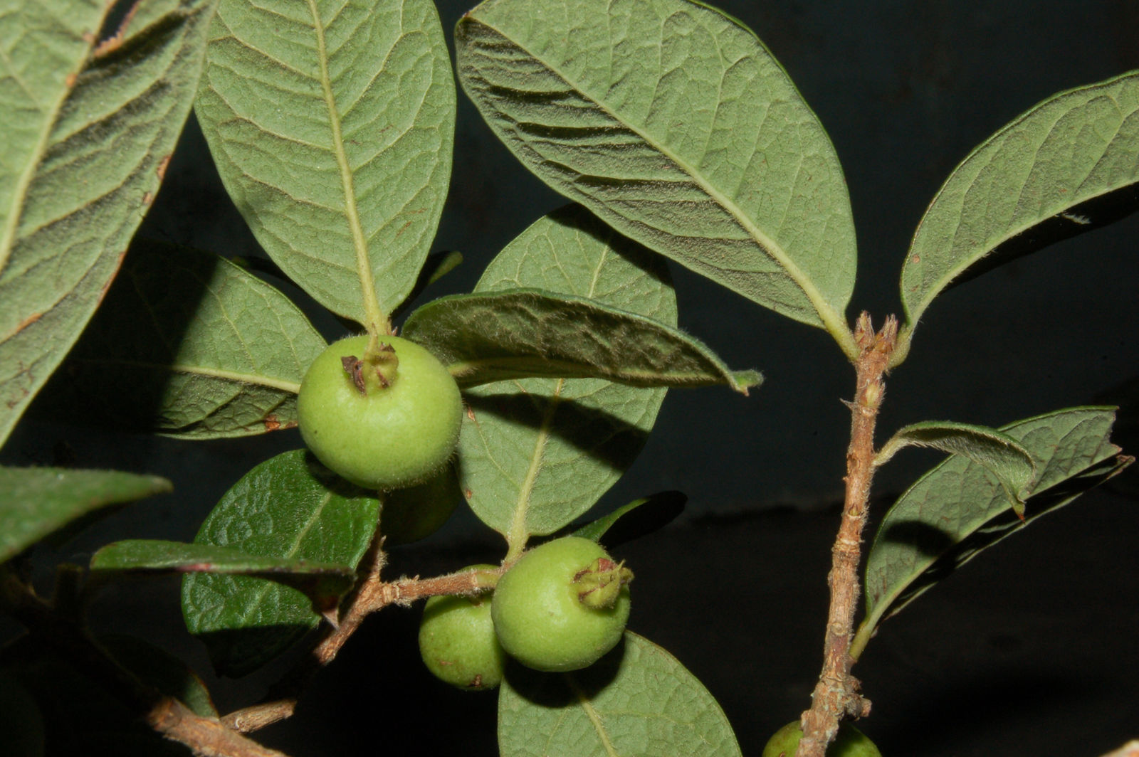 Psidium appendiculatum - 1 fresh seed / 1 frischer Samen