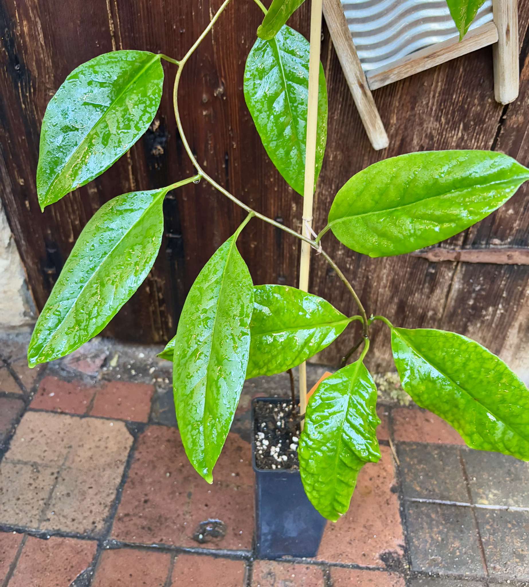 Kadsura coccinea "Yellow" - potted plant / getopfte Pflanze