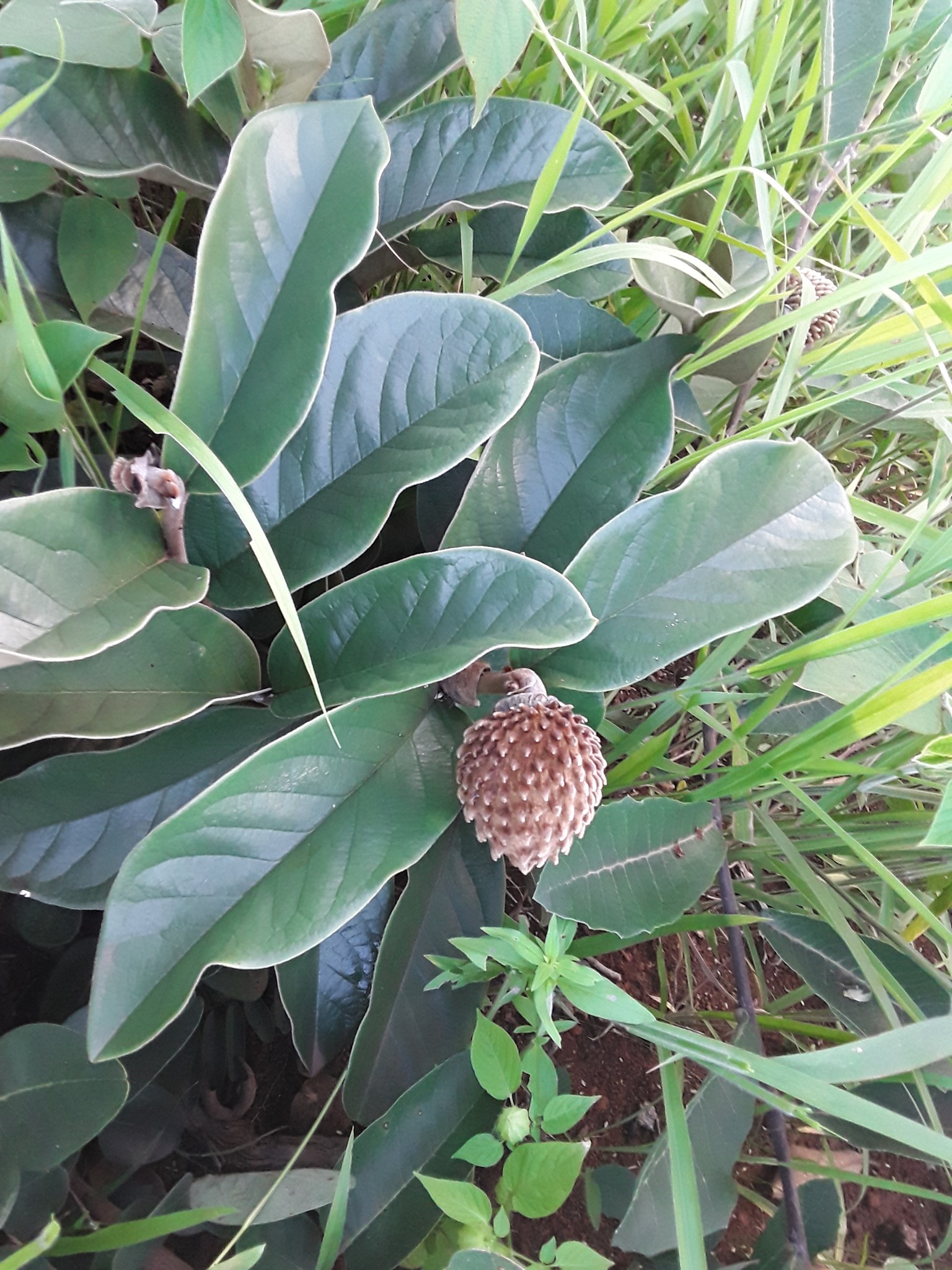 Annona monticola - 1 fresh seed / 1 frischer Samen
