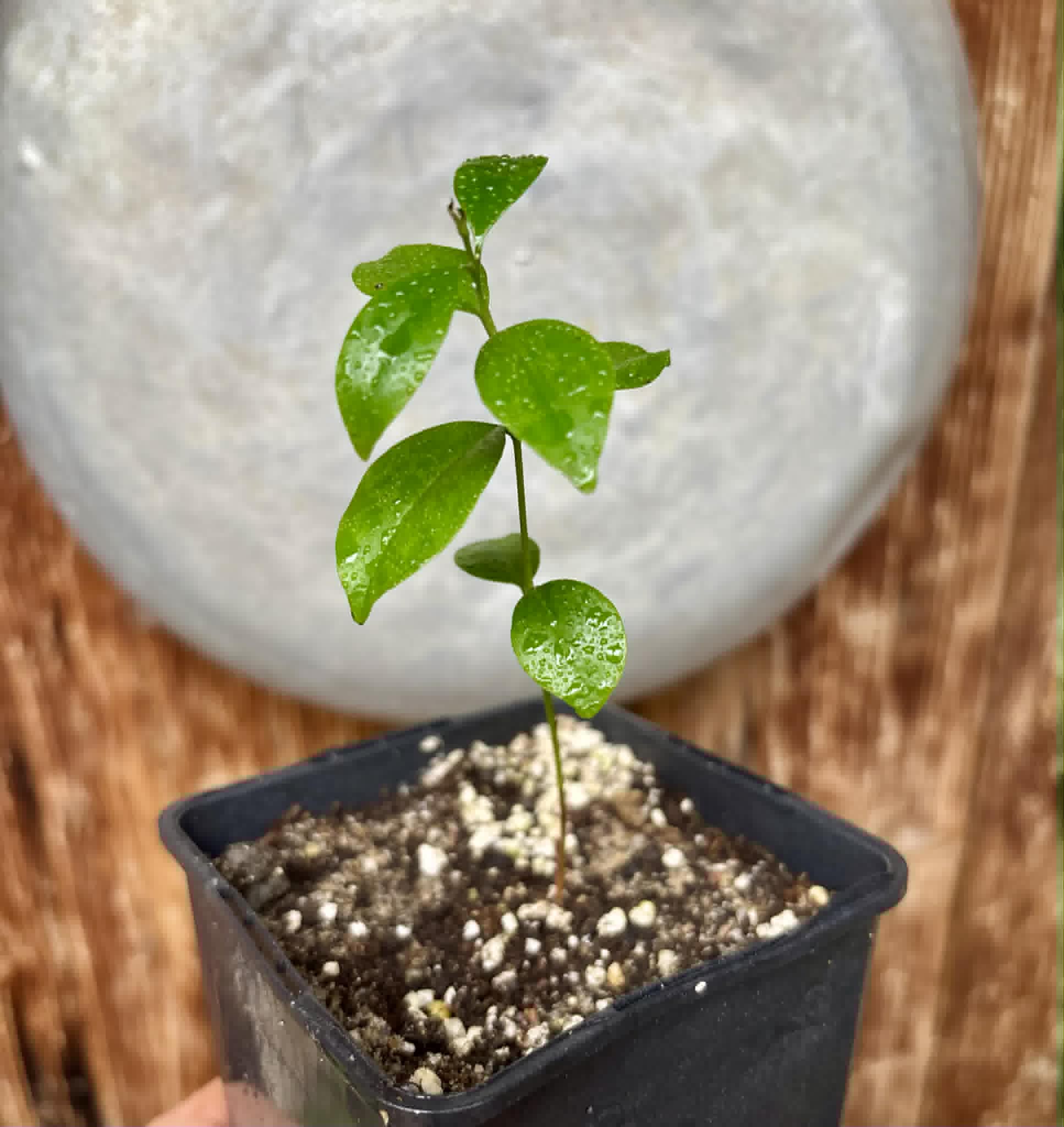 Eugenia zuccarini - 1 potted seedling / 1 getopfter Sämling
