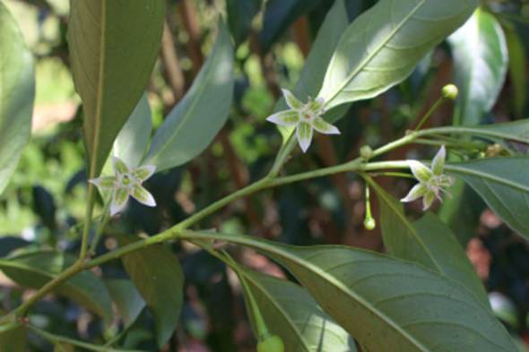 Athenaea fasciculata - 1 fresh seed / 1 frischer Samen