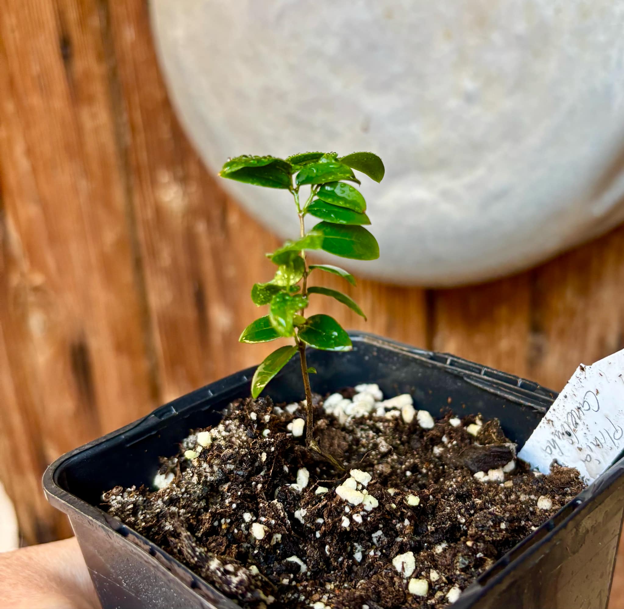 Jaboticaba - Plinia sp Canelinha Polpa branca - 1 small potted seedling / 1 kleiner, getopfter Sämling