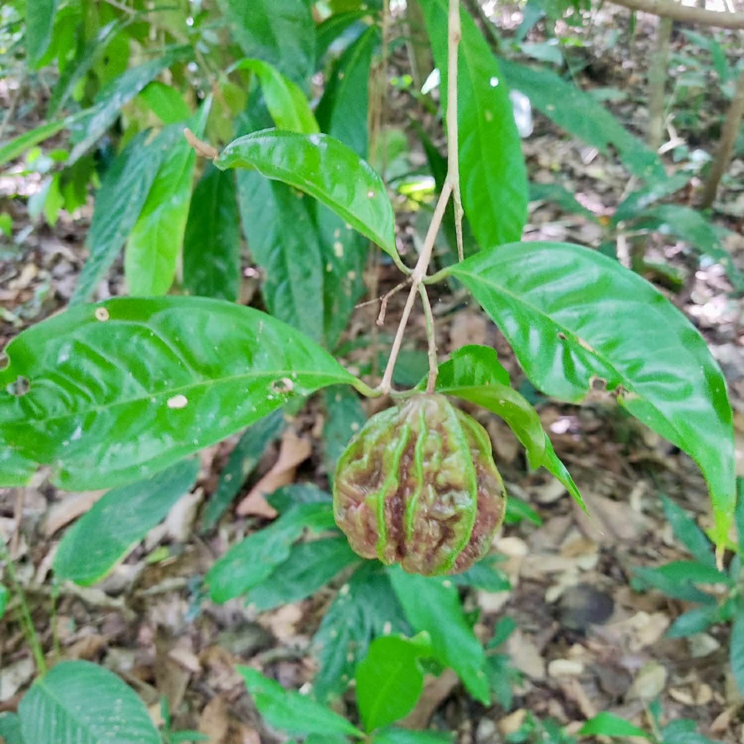 Pre Order - Eugenia sp Carambola - 1 fresh seed / 1 frischer Samen