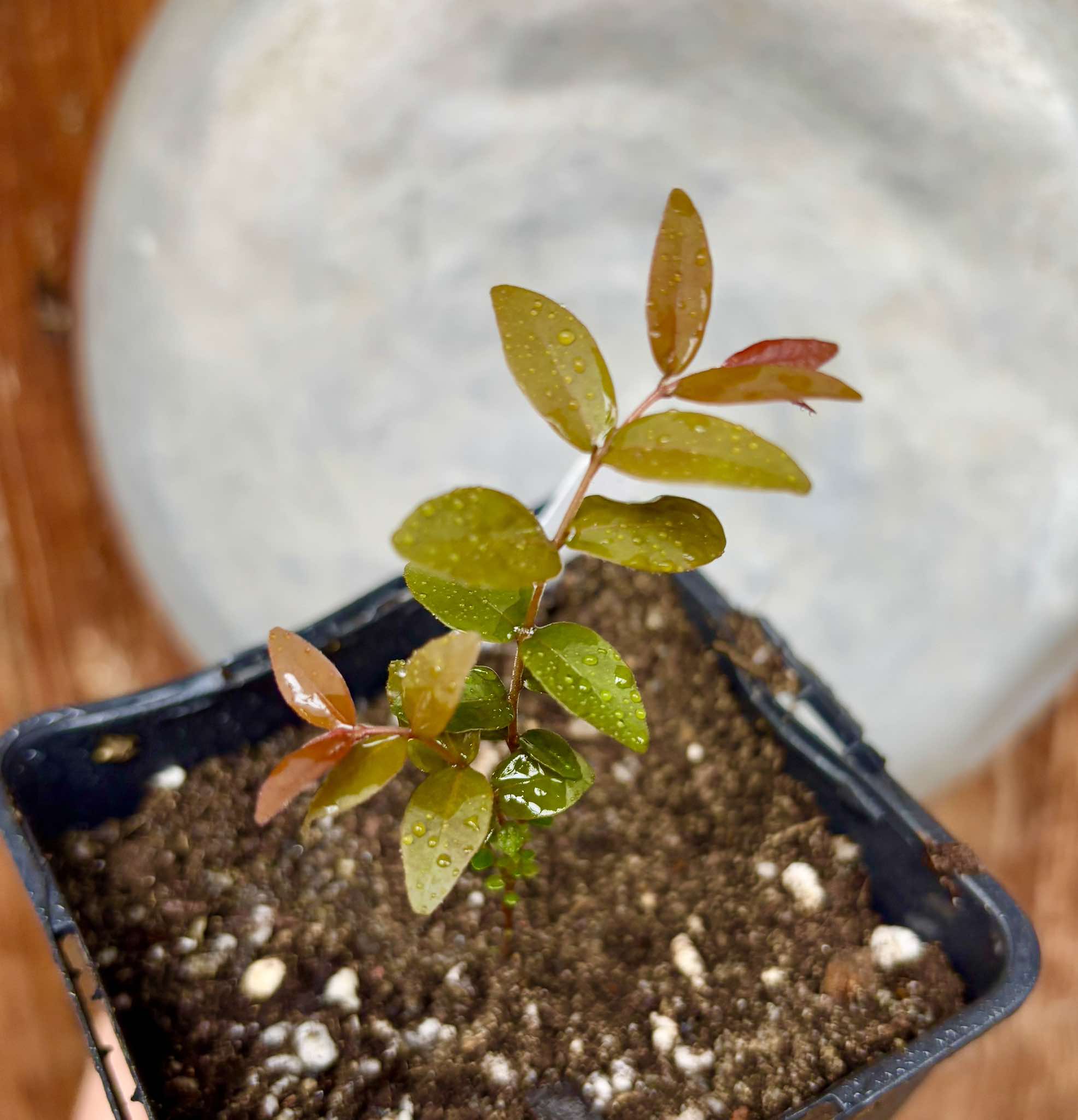 Eugenia pyriformis var Eldorado - Uvaia Doce - 1 small potted seedling / 1 kleiner, getopfter Sämling Eugenia pyriformis var Eldorado - Uvaia Doce - 1 small potted seedling / 1 kleiner, getopfter Sämling