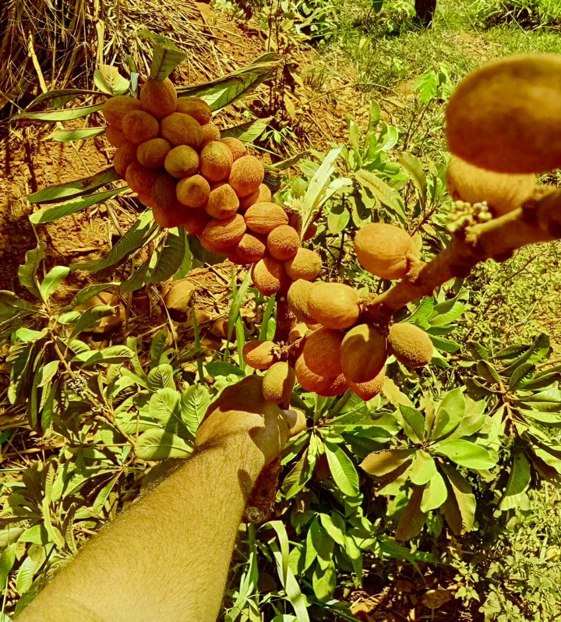 Pradosia sp Rondonia - 1 fresh seed / 1 frischer Samen