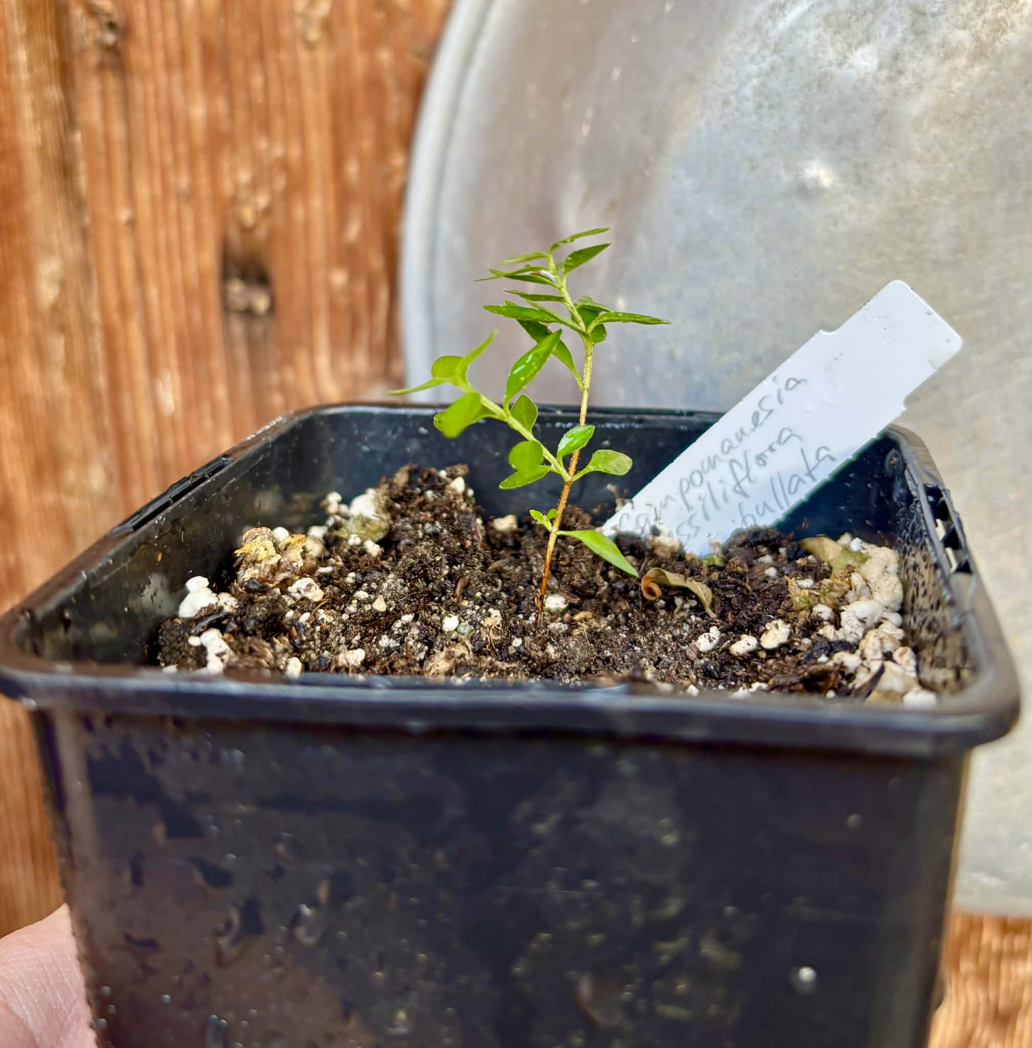 Campomanesia sessiliflora var. Bullata -  1 potted seedling / 1 getopfter Sämling